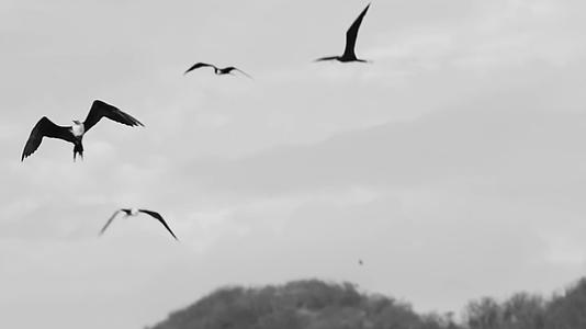 海鸥鸟类天空飞翔黑白情绪空镜视频的预览图