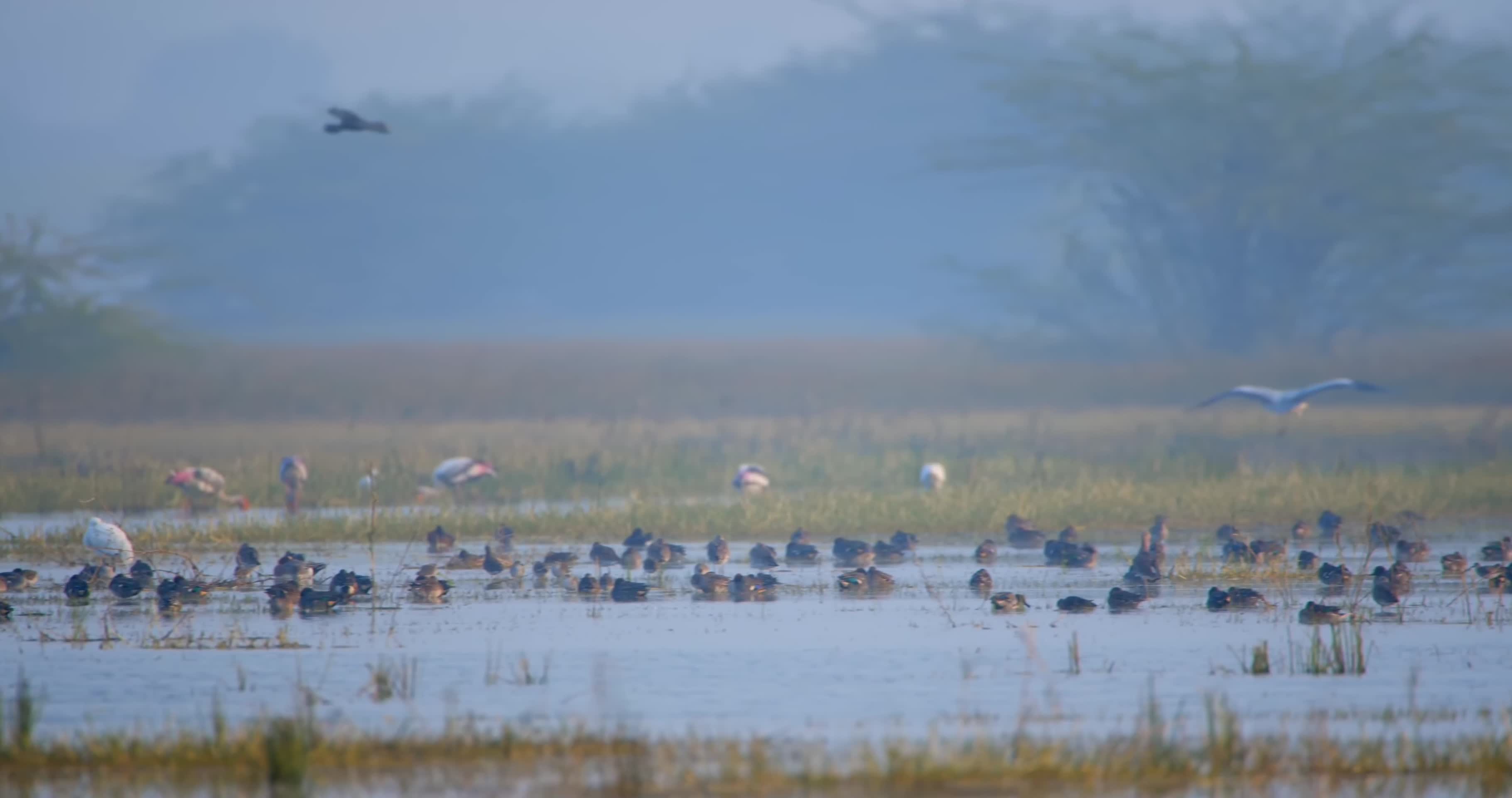 成群水鸟湿地觅食飞翔视频的预览图