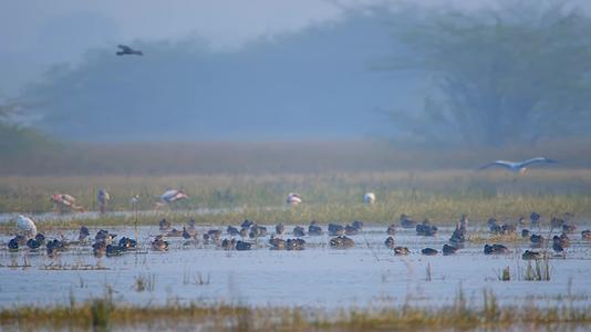 成群水鸟湿地觅食飞翔视频的预览图