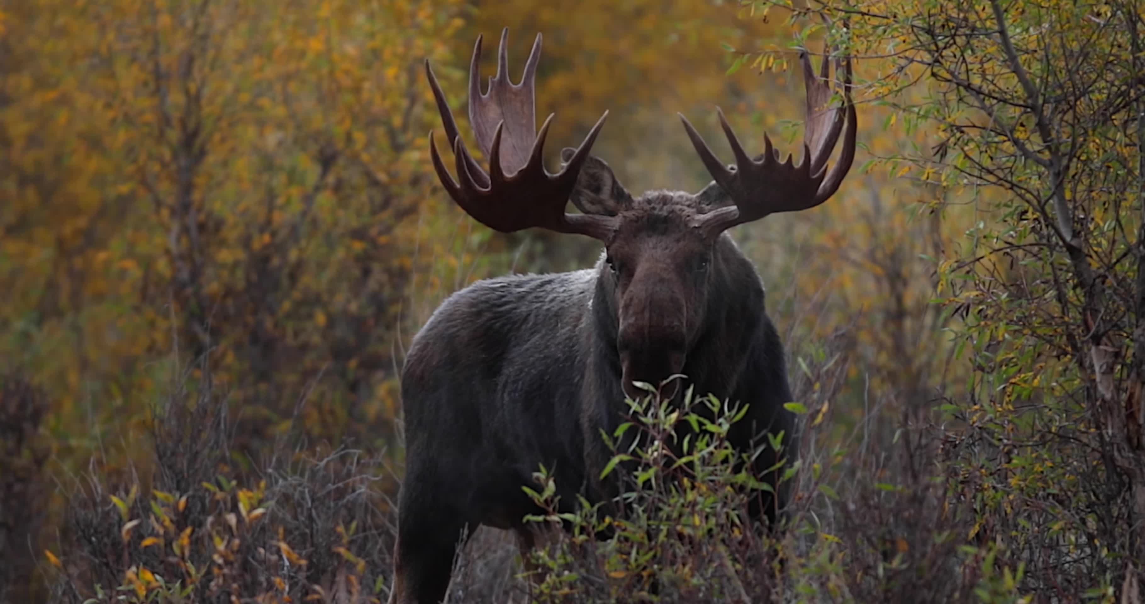 雄性麋鹿冬季森林觅食视频的预览图