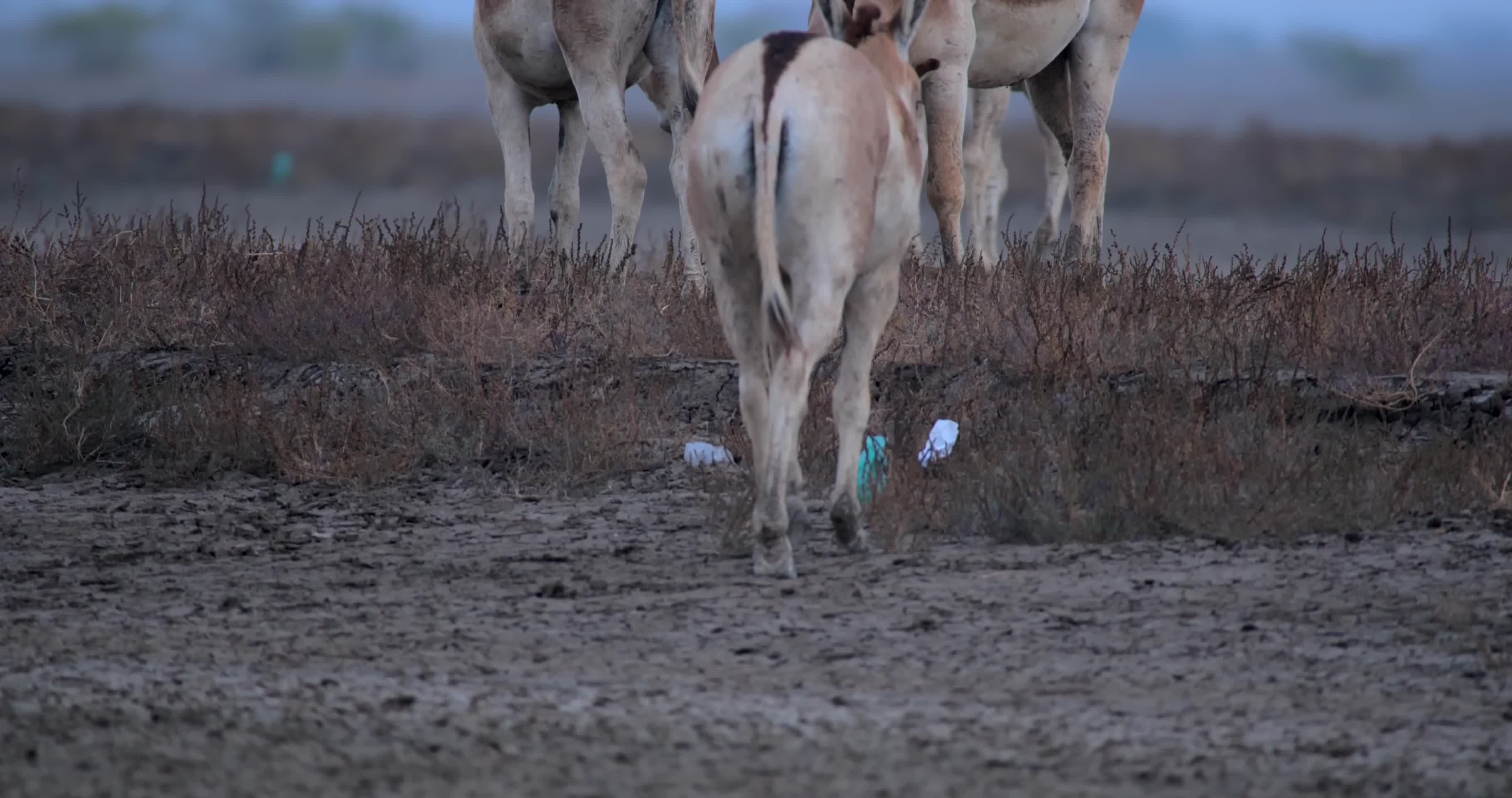 保护区野驴觅食视频的预览图
