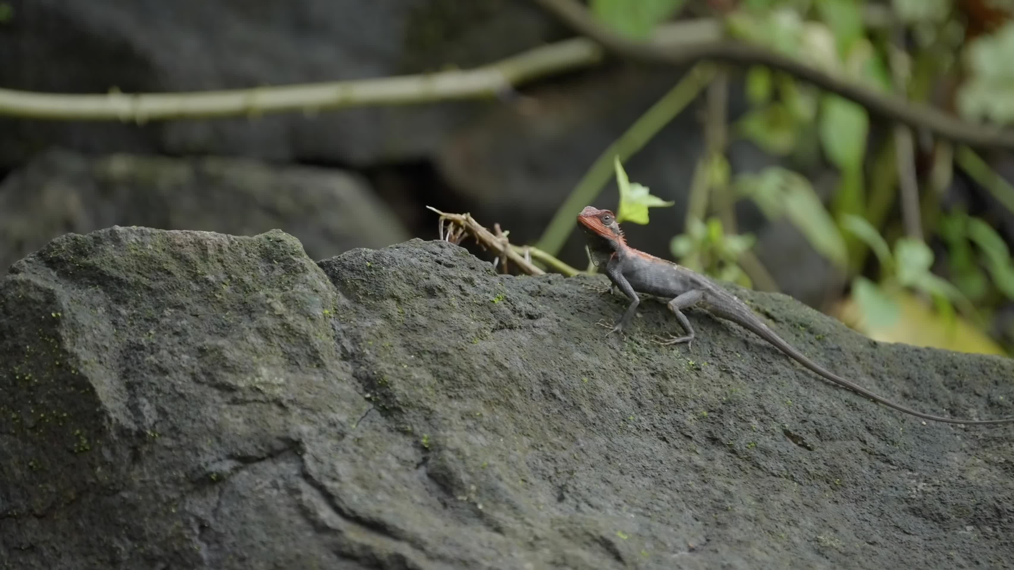 蜥蜴森林中觅食视频的预览图