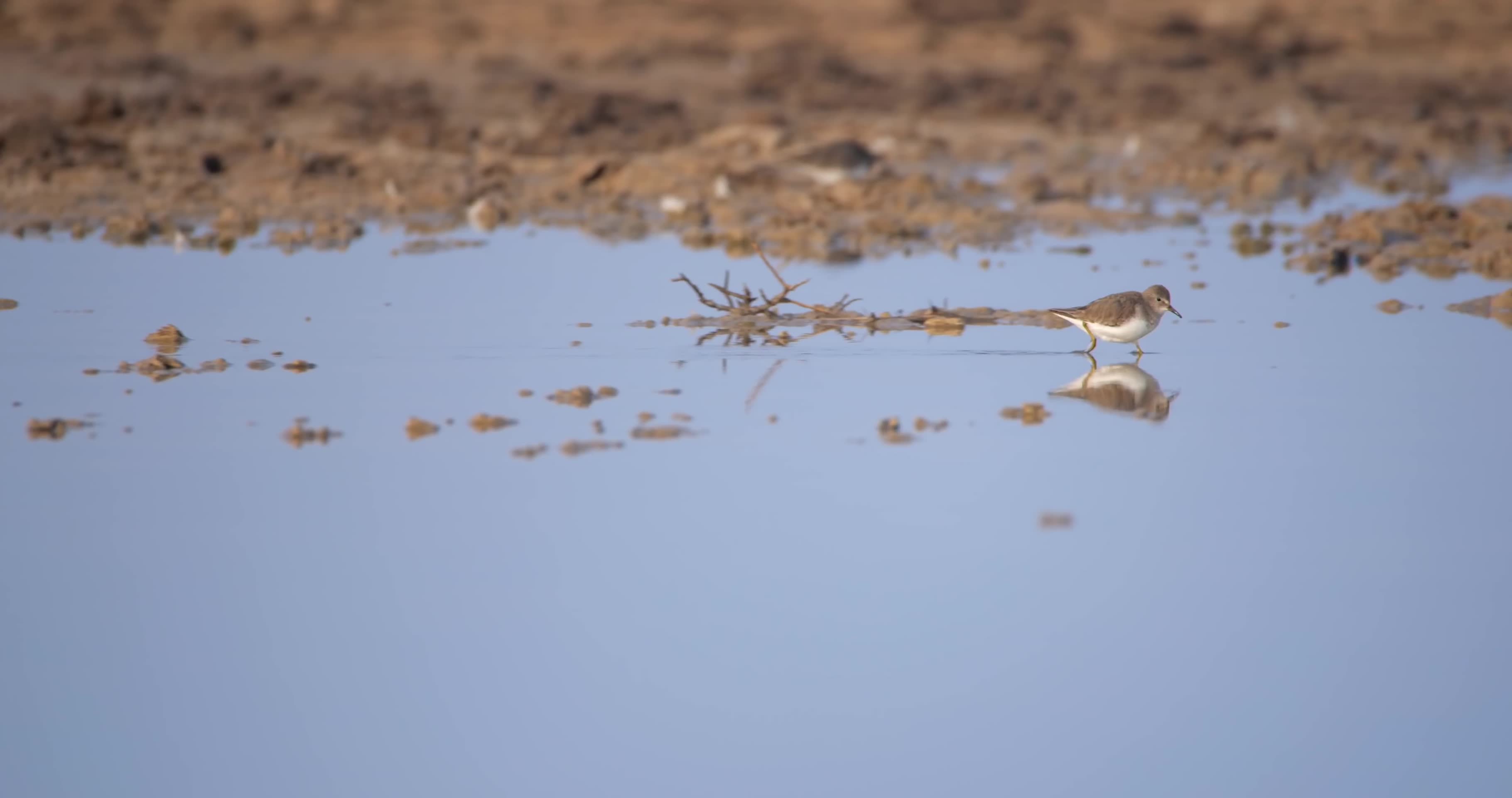 小鸟湿地滩涂泥地觅食视频的预览图