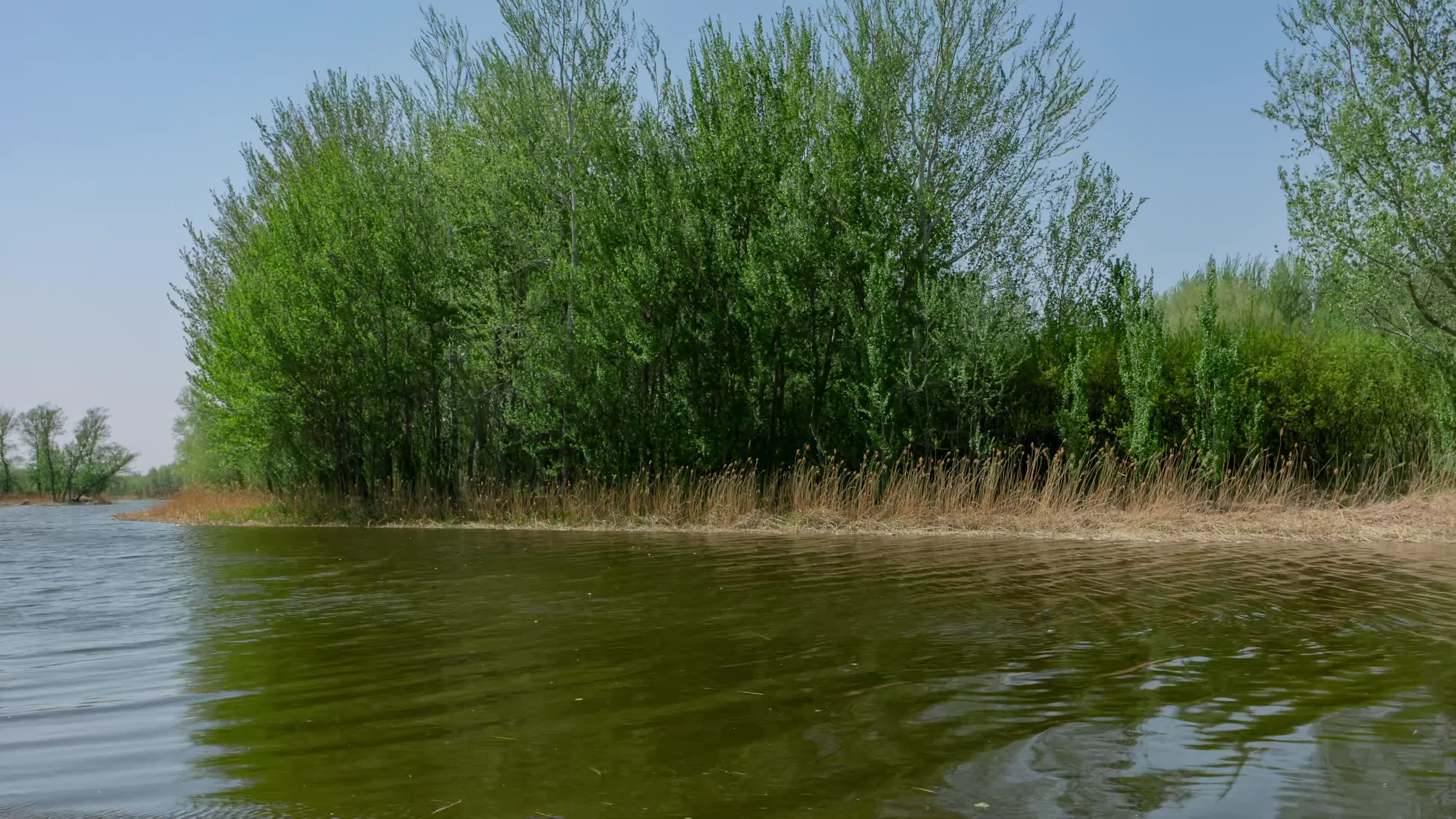 树木芦苇蒲草河流狂风视频的预览图