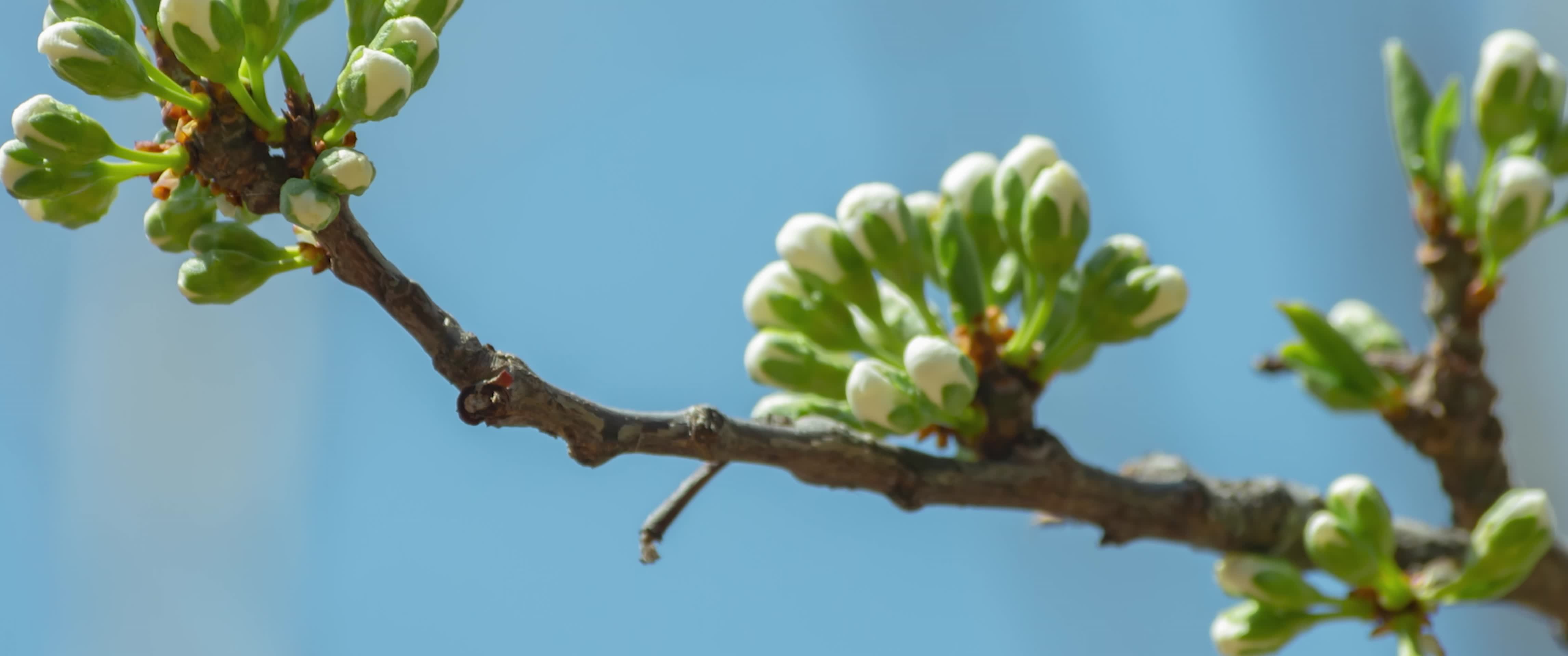 梨花骨朵含苞和绽放视频的预览图