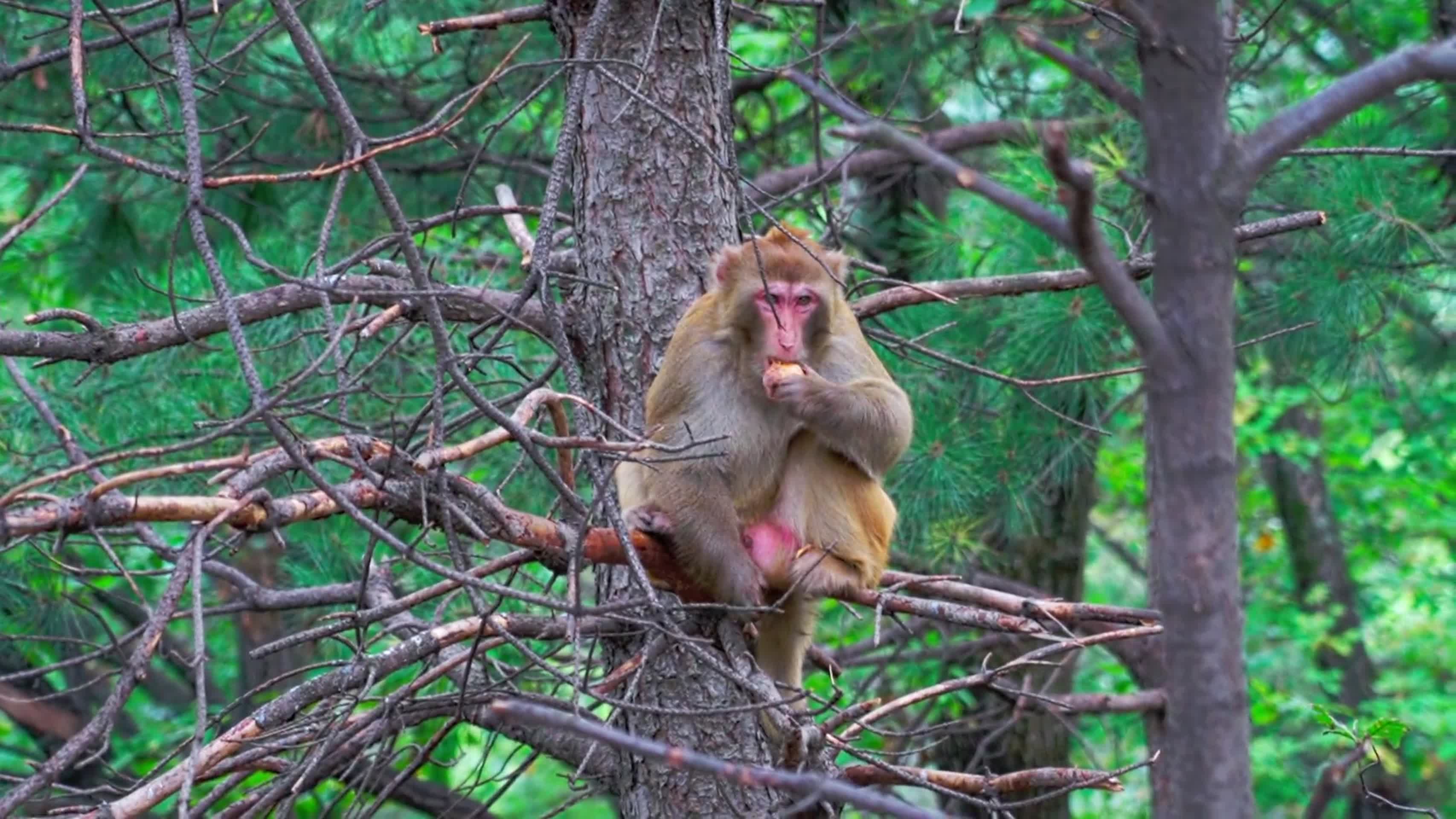 灵空山野生猕猴视频的预览图