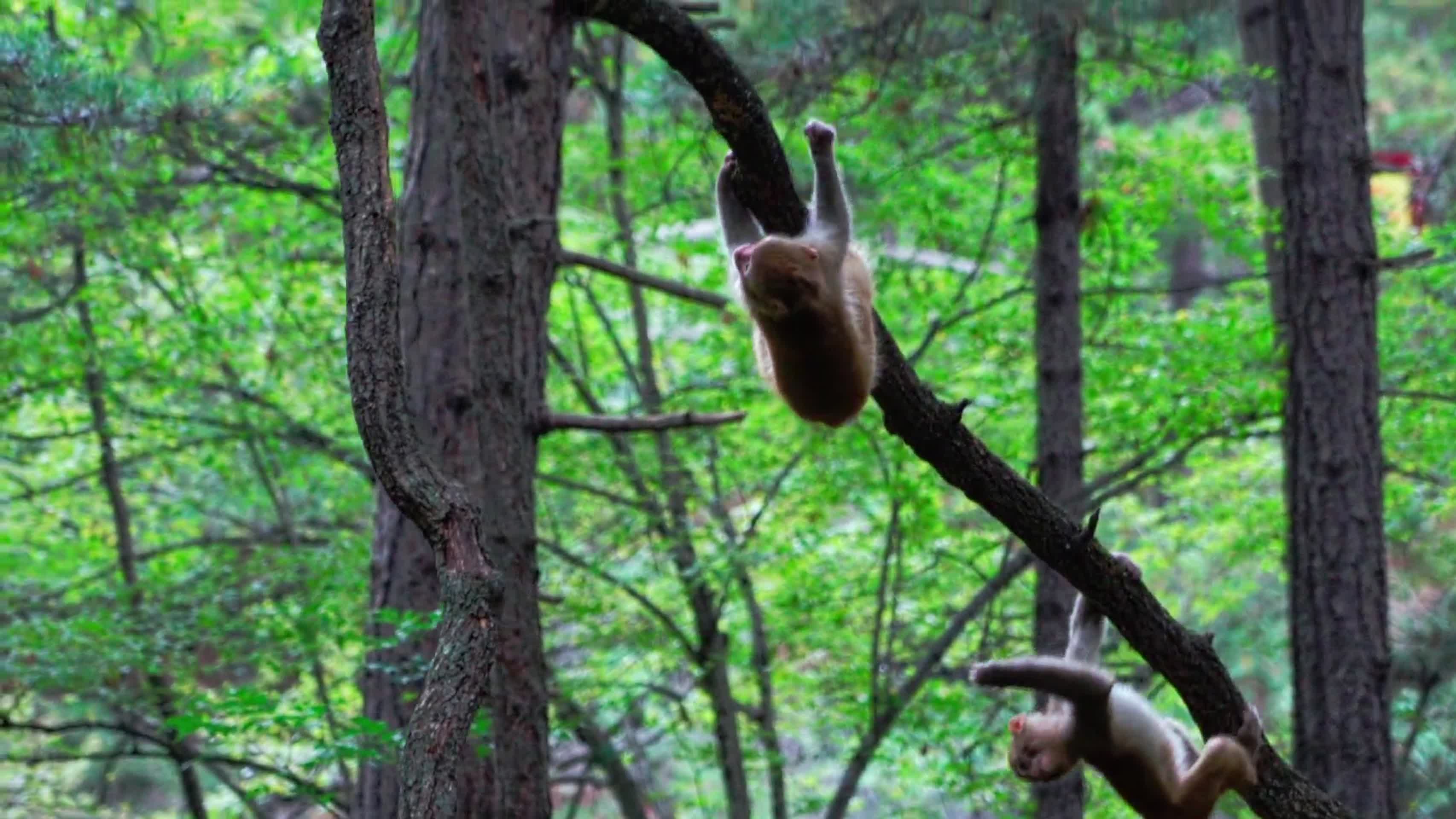 灵空山野生猕猴视频的预览图