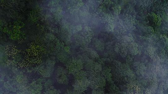 峨眉山云海中的原始森林视频的预览图