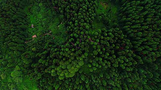 峨眉山云海中的原始森林视频的预览图