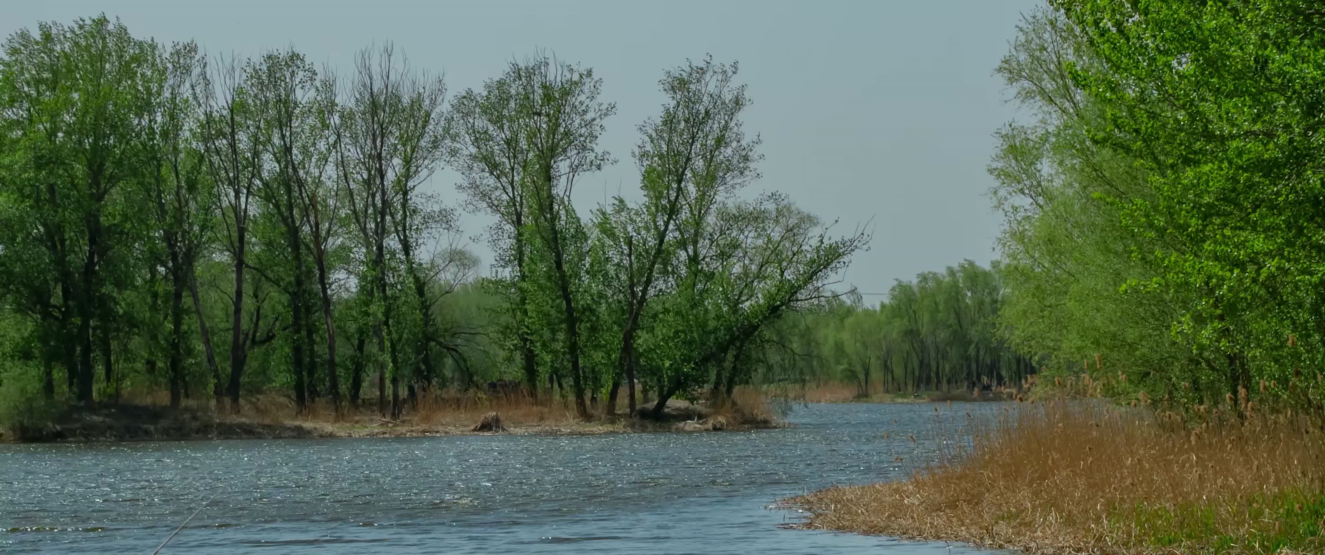 树木芦苇蒲草小河狂风1视频的预览图