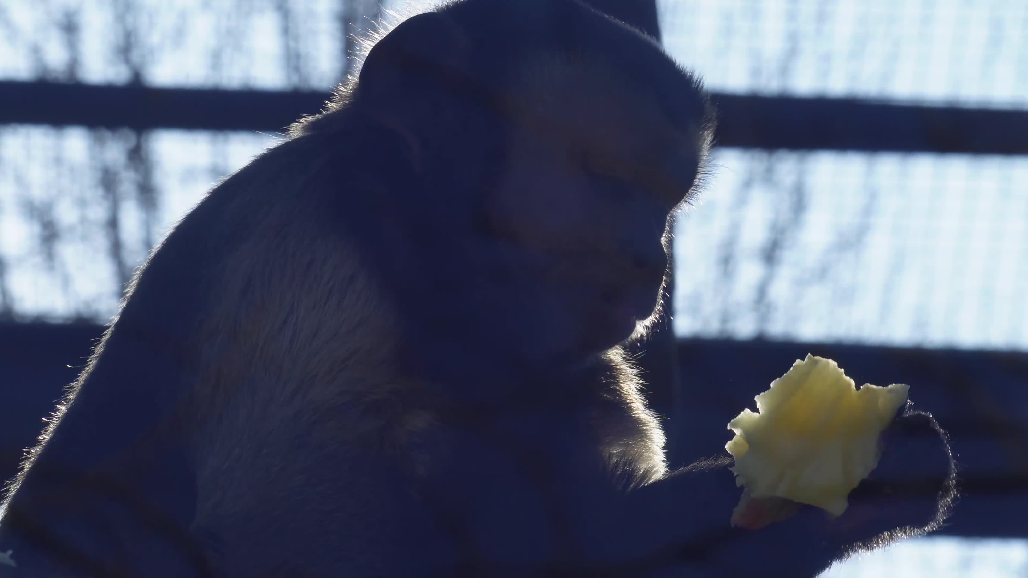 镜头合集逆光拍摄动物园里的猴子视频的预览图