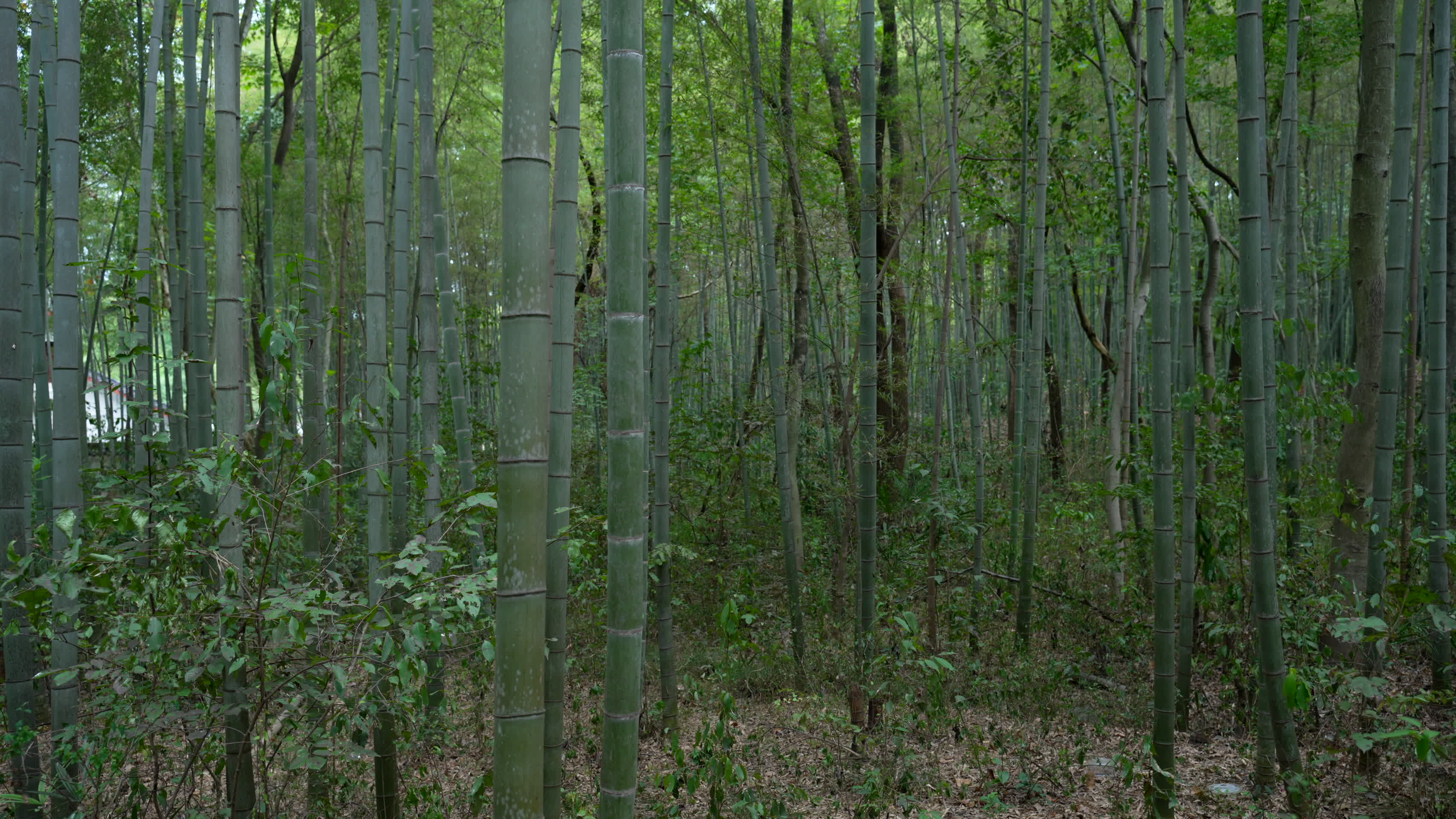 武汉江夏熊廷弼公园竹林绿化风景视频的预览图