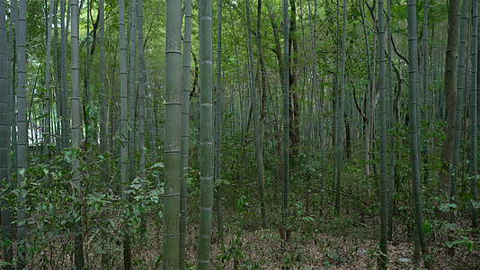 武汉江夏熊廷弼公园竹林绿化风景视频的预览图