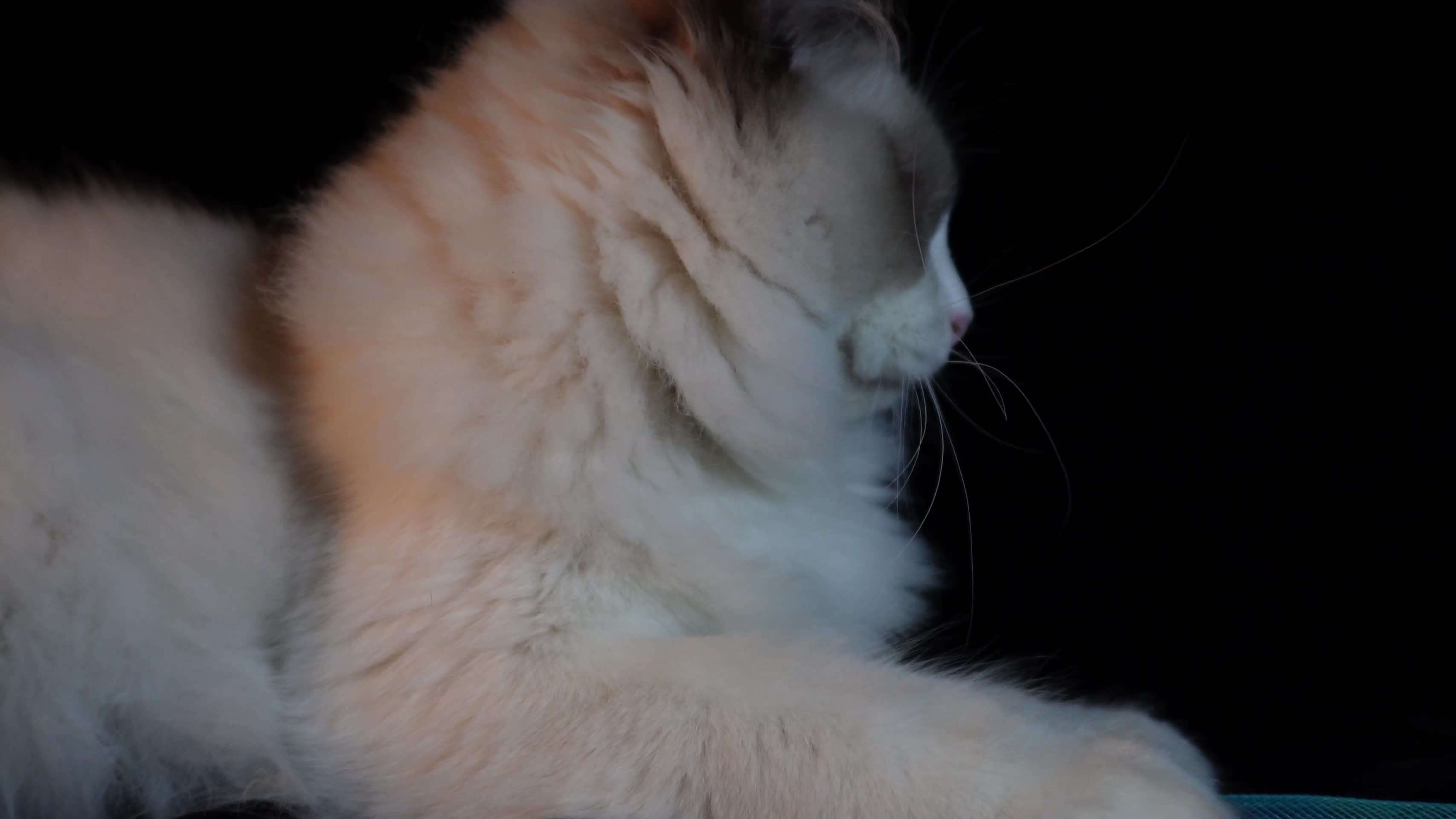 镜头合集长毛猫皮毛顺滑视频的预览图