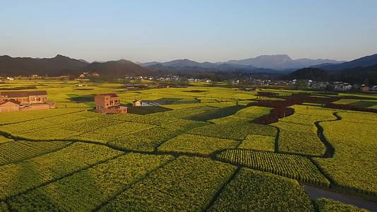 低空航拍汉中油菜花海和美丽村庄视频的预览图