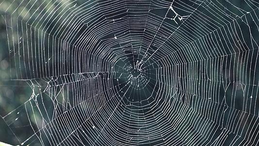 蜘蛛网实拍自然景观视频的预览图