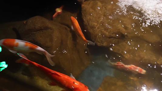 镜头合集招财锦鲤鲤鱼观赏鱼视频的预览图