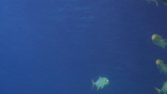 镜头合集鱼群深海神秘水下热带鱼视频的预览图