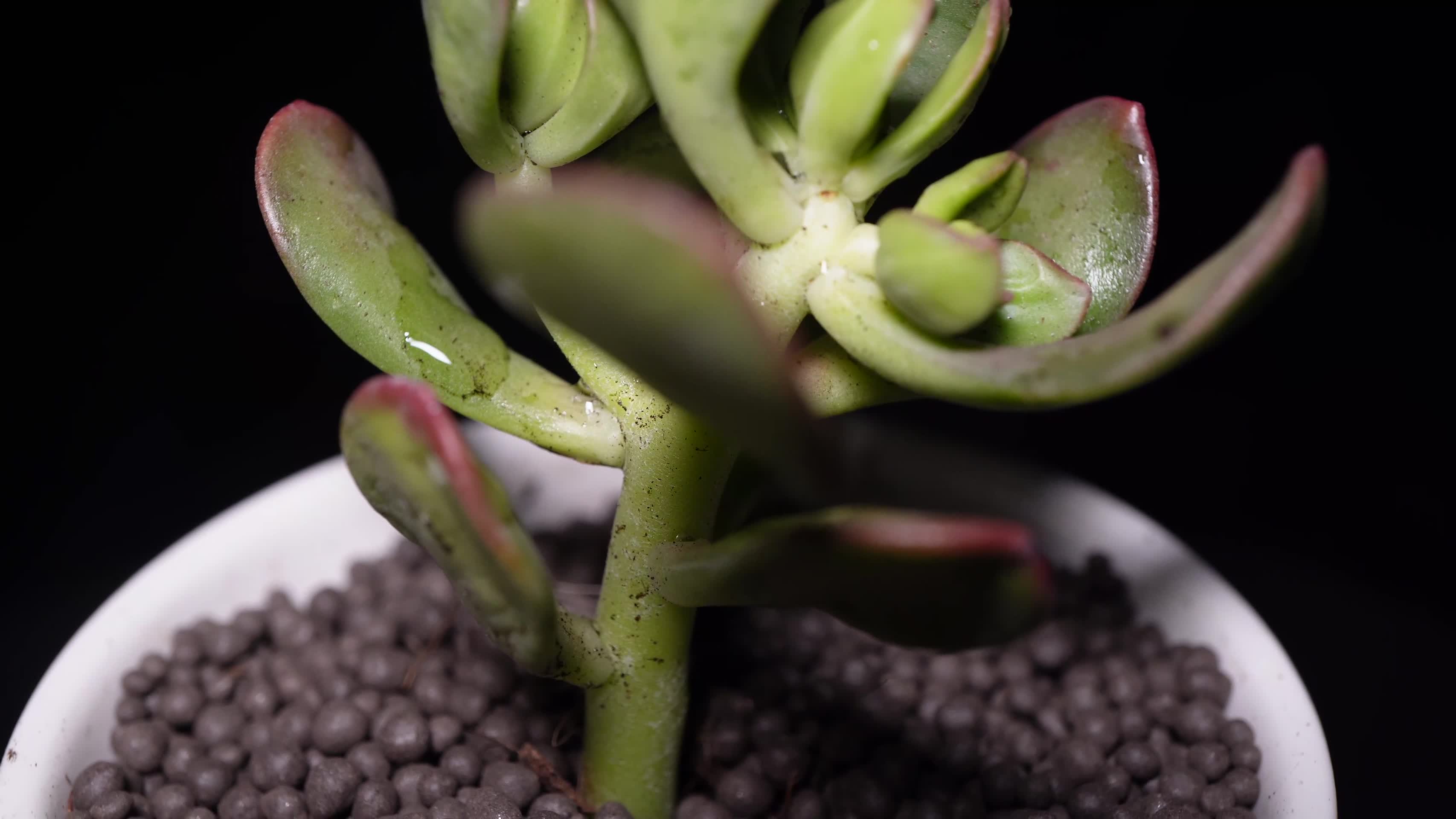达摩宝珠多肉植物盆栽绿植视频的预览图