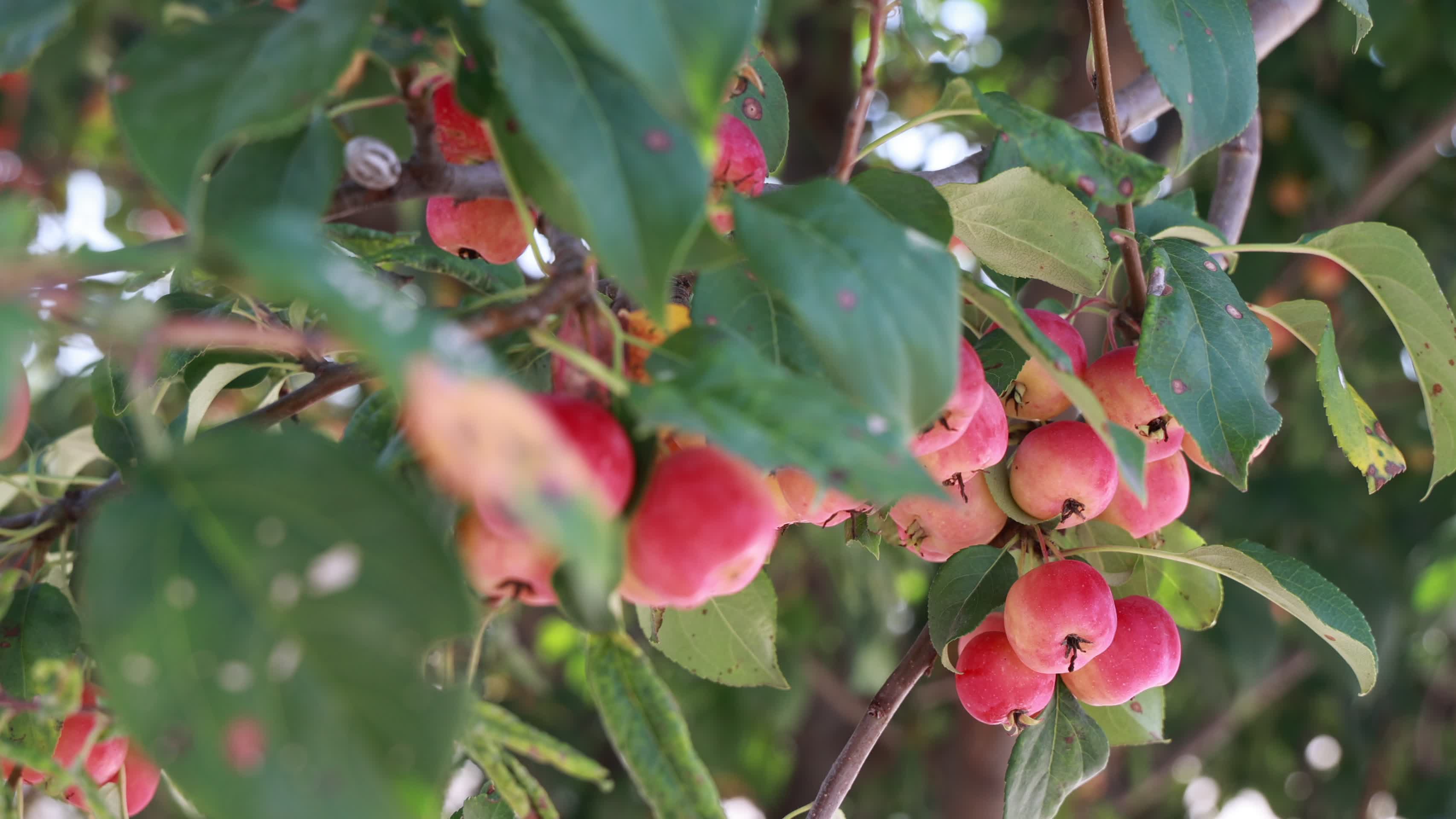 树上的海棠果果实累累视频的预览图