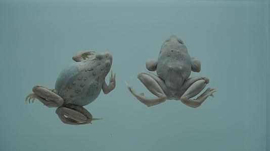 俯视青蛙蛤蟆两栖动物标本模型视频的预览图