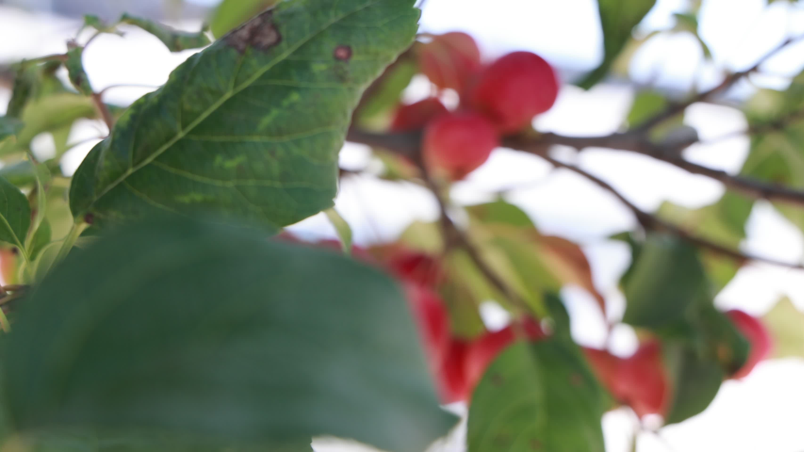树上的海棠果果实累累视频的预览图