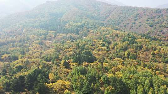 航拍森林秋景秋天的森林视频的预览图