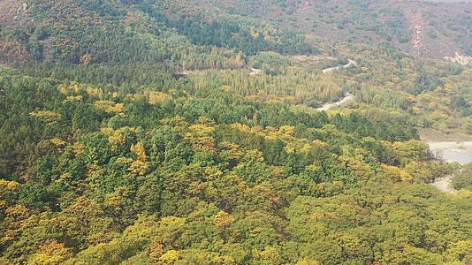 航拍森林秋景秋天的森林视频的预览图