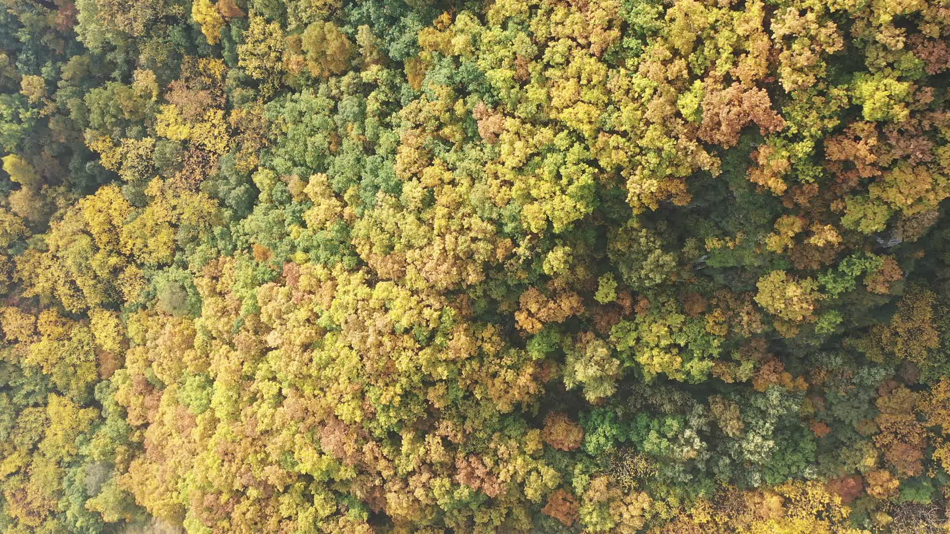森林秋景秋天的森林视频的预览图