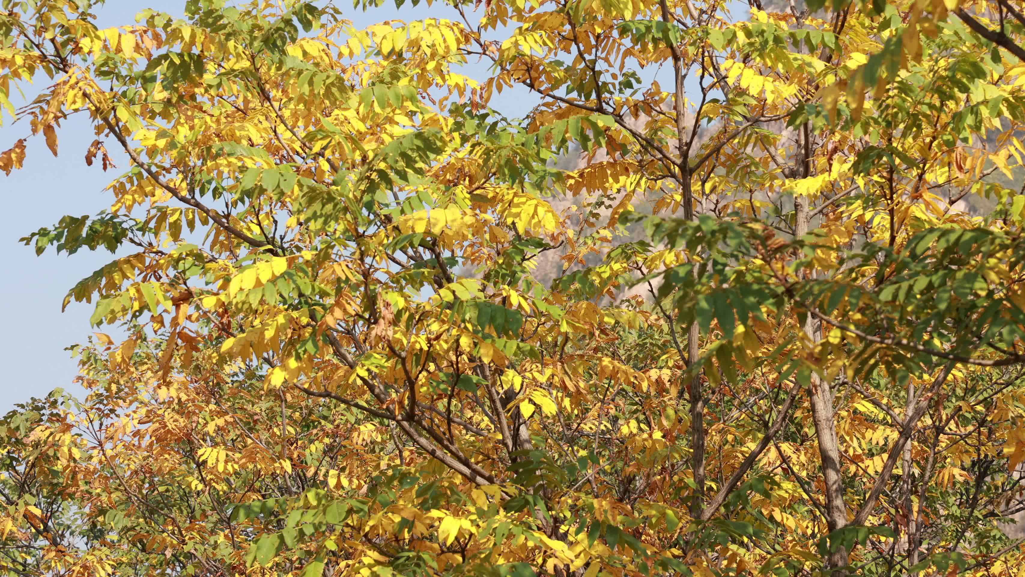 森林秋景秋天的森林视频的预览图
