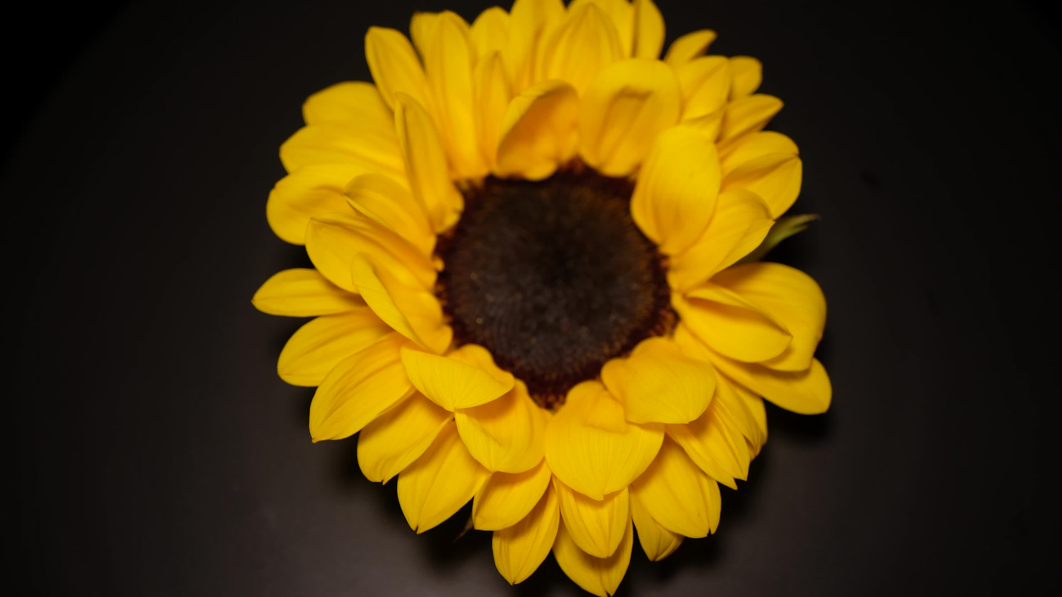 微距向日葵花瓣花蕊花朵向阳花视频的预览图