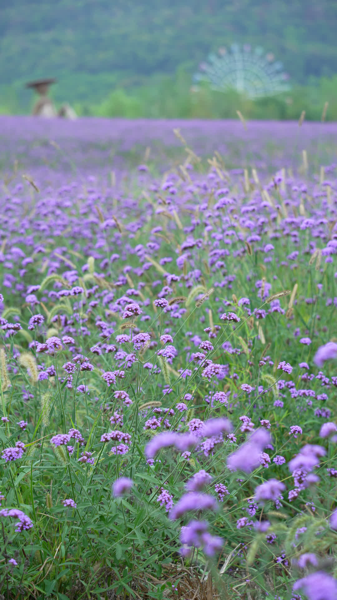 武汉洪山区光谷紫色花海风景竖版实拍视频的预览图