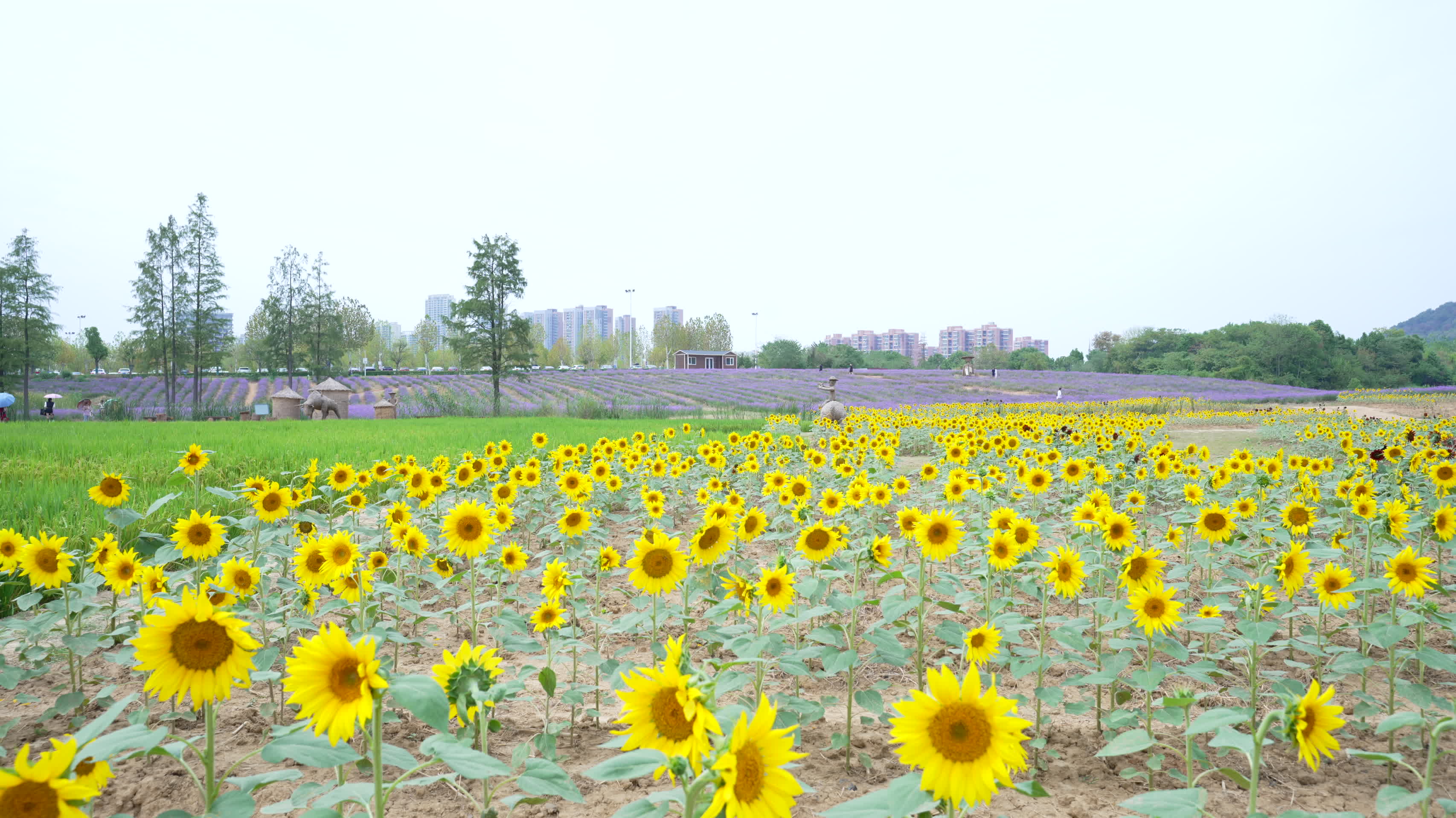 武汉洪山区光谷花海风景视频的预览图