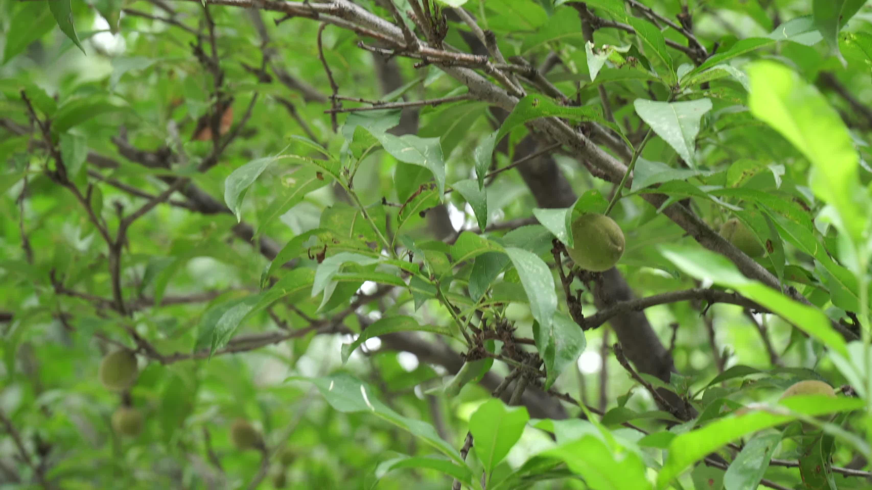 毛桃核桃果树植物叶子绿叶视频的预览图