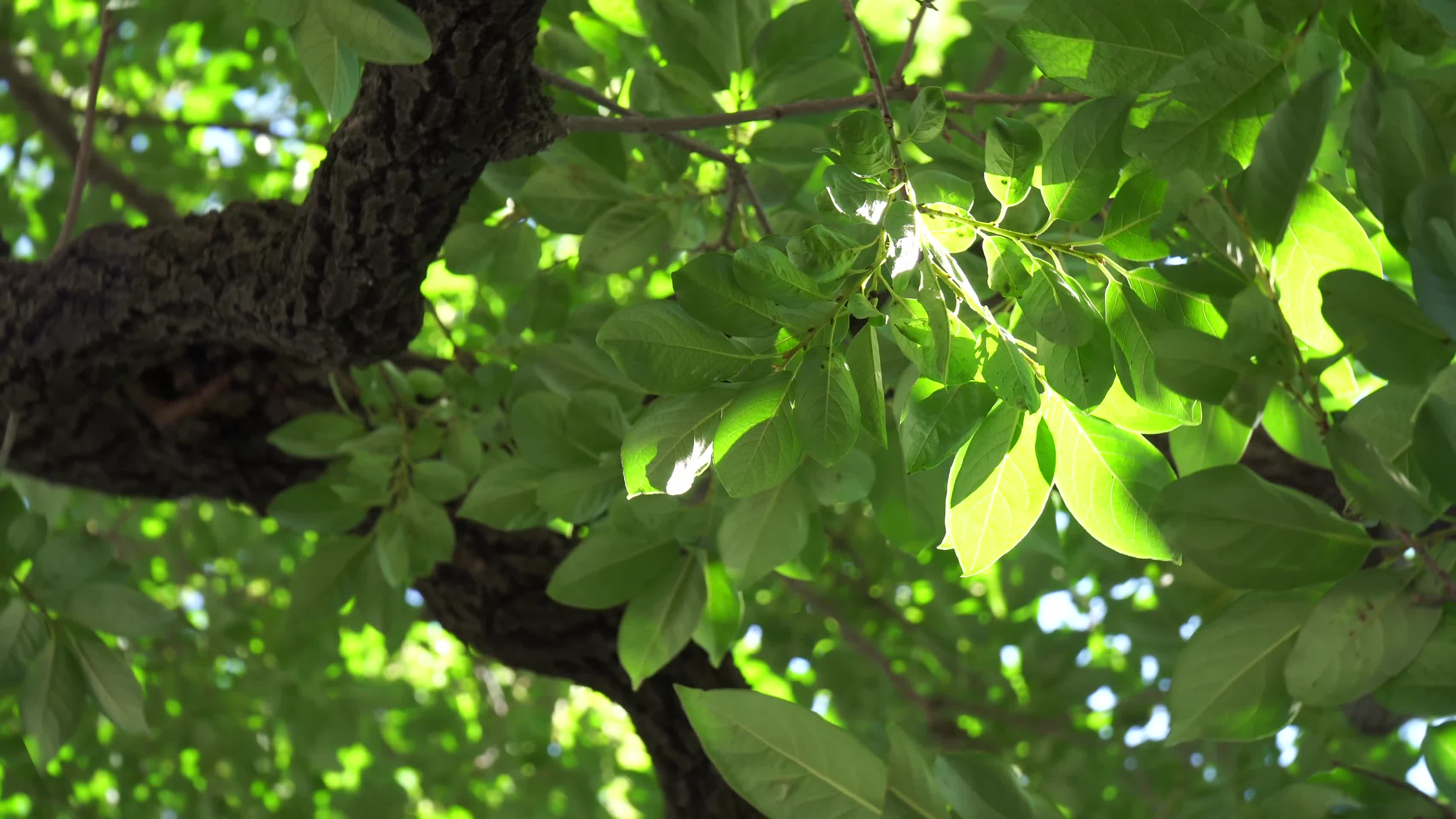 旋转的树木天空大自然植物绿叶视频的预览图