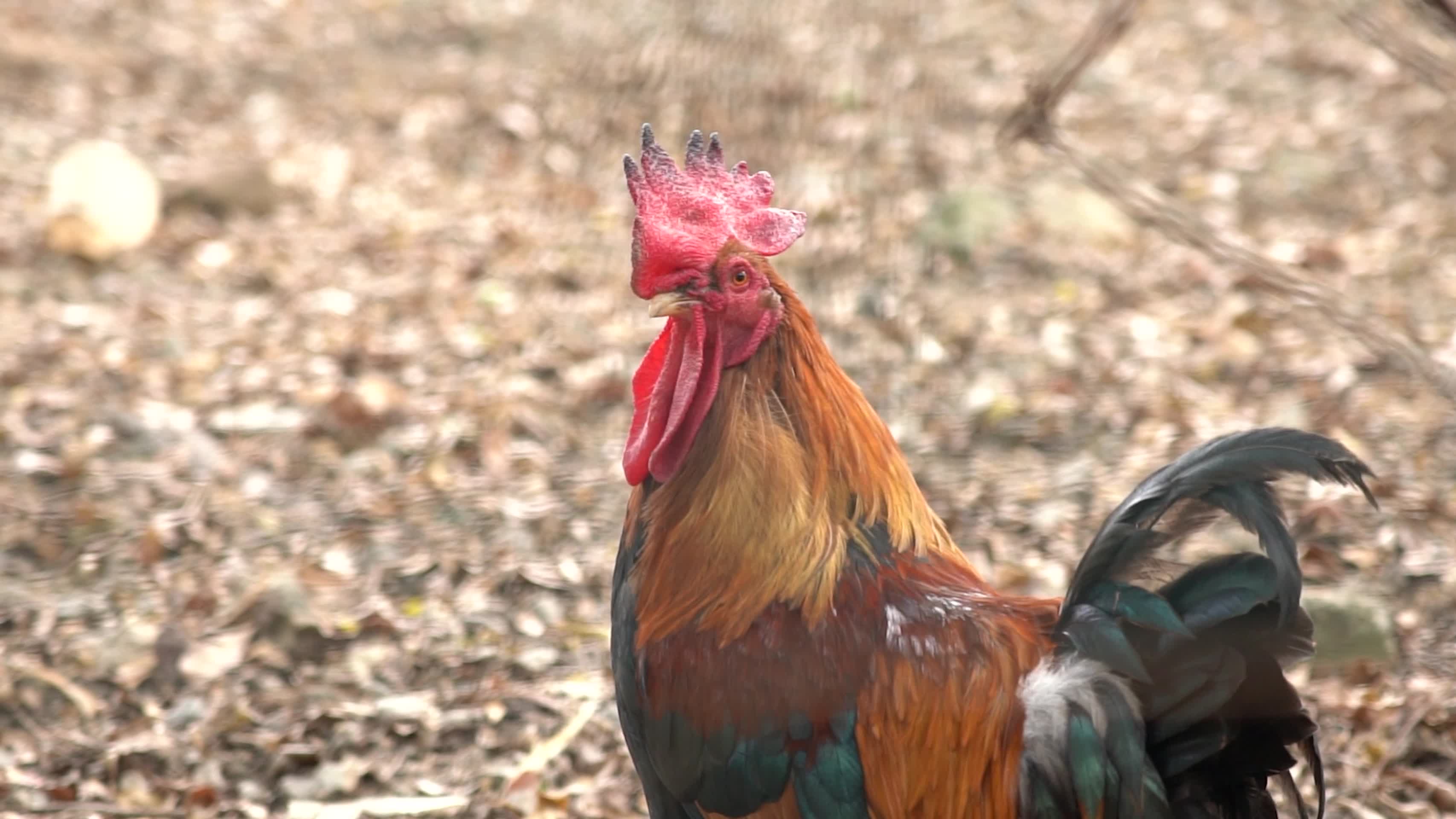 4K实拍乡村家禽以及微生物动态合集视频的预览图