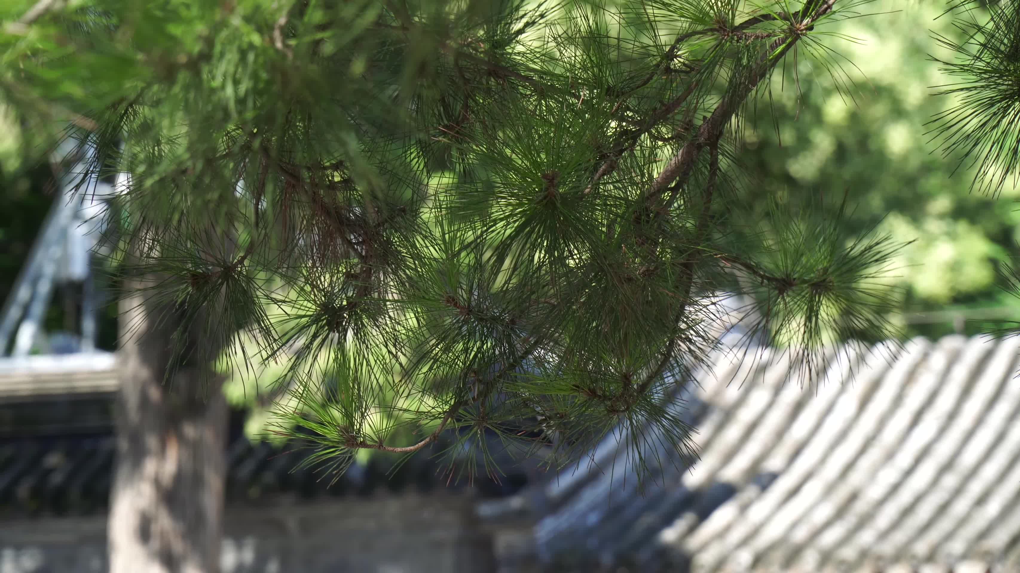 迎客松古柏松树保护树木视频的预览图