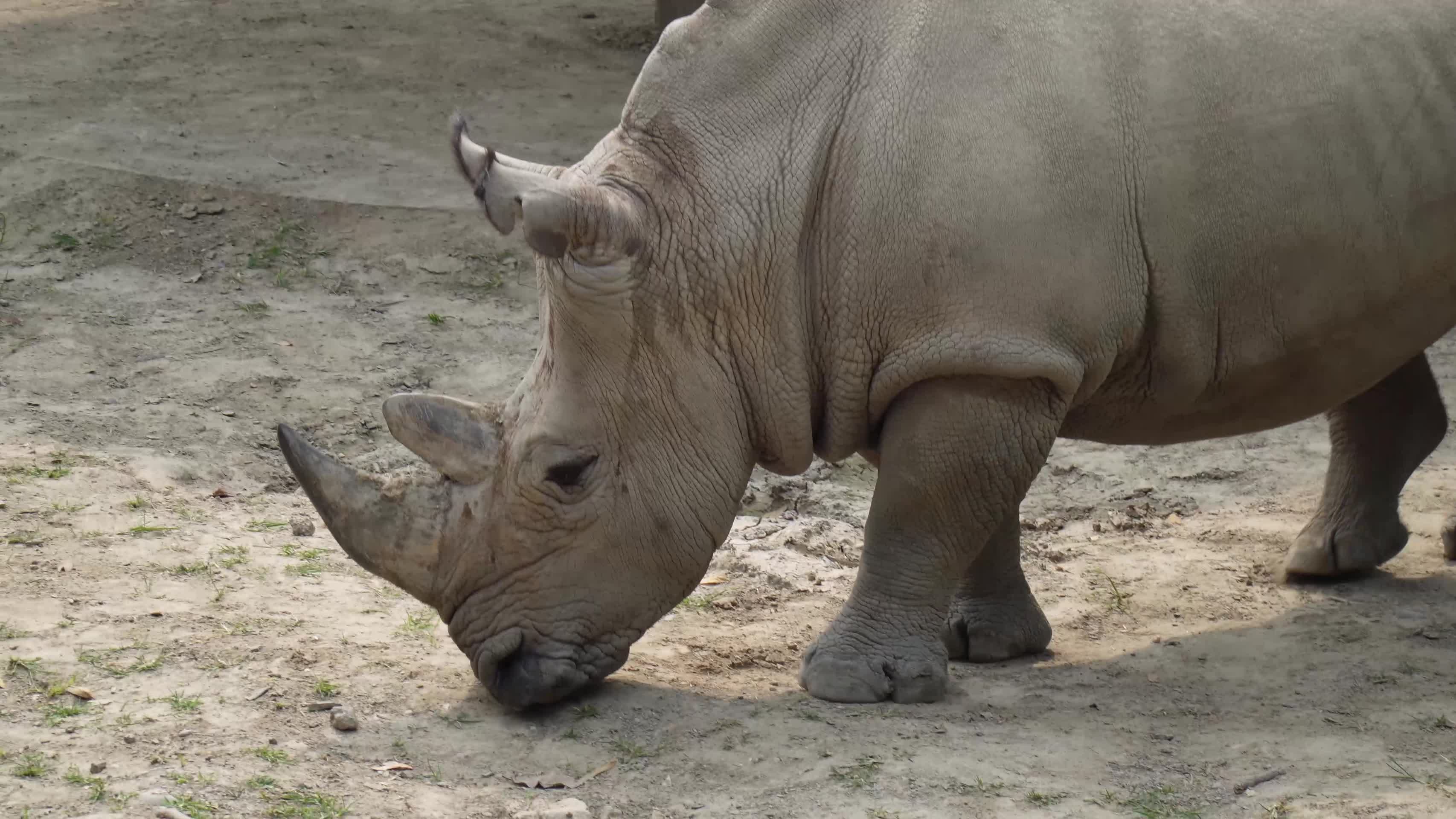 动物园里的白犀牛视频的预览图