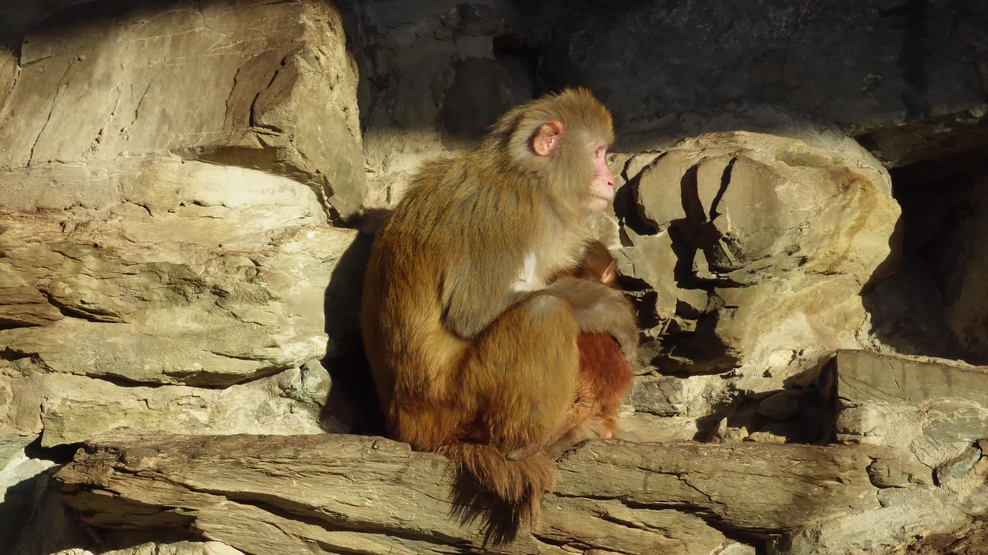 镜头合集野生动物猴子峨眉山视频的预览图