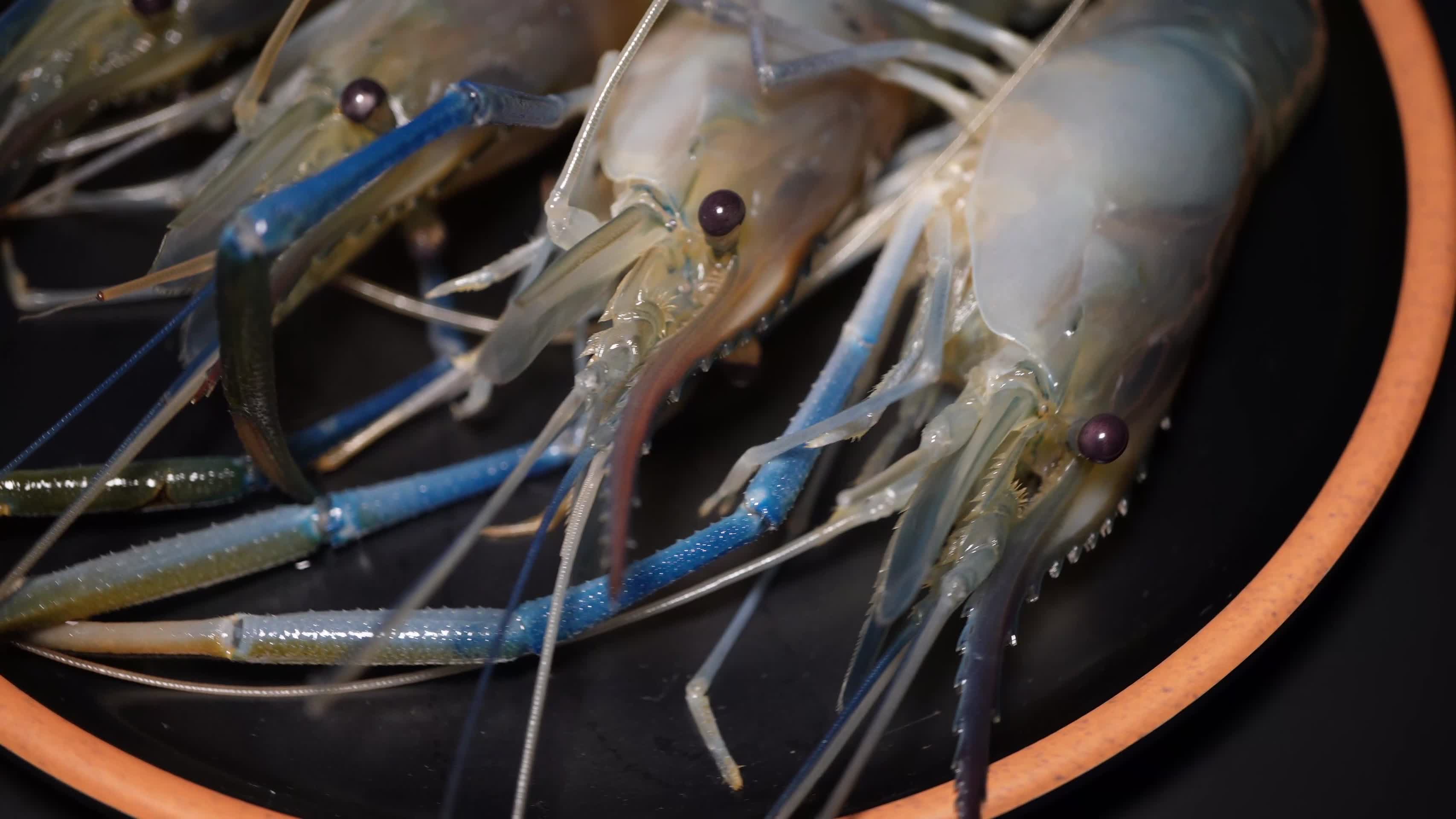 罗氏虾大头虾海鲜水产视频的预览图
