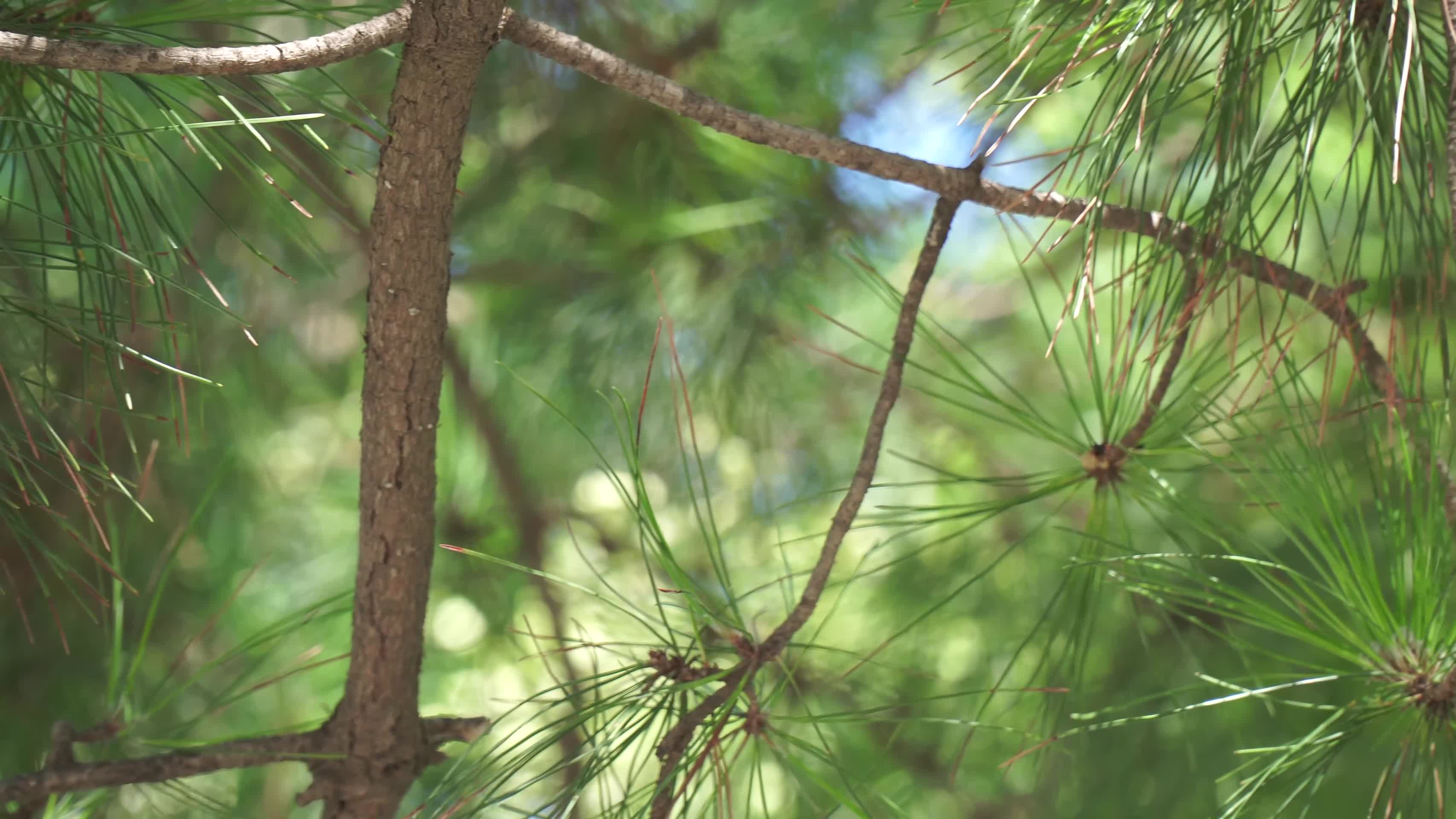 迎客松古柏松树保护树木视频的预览图