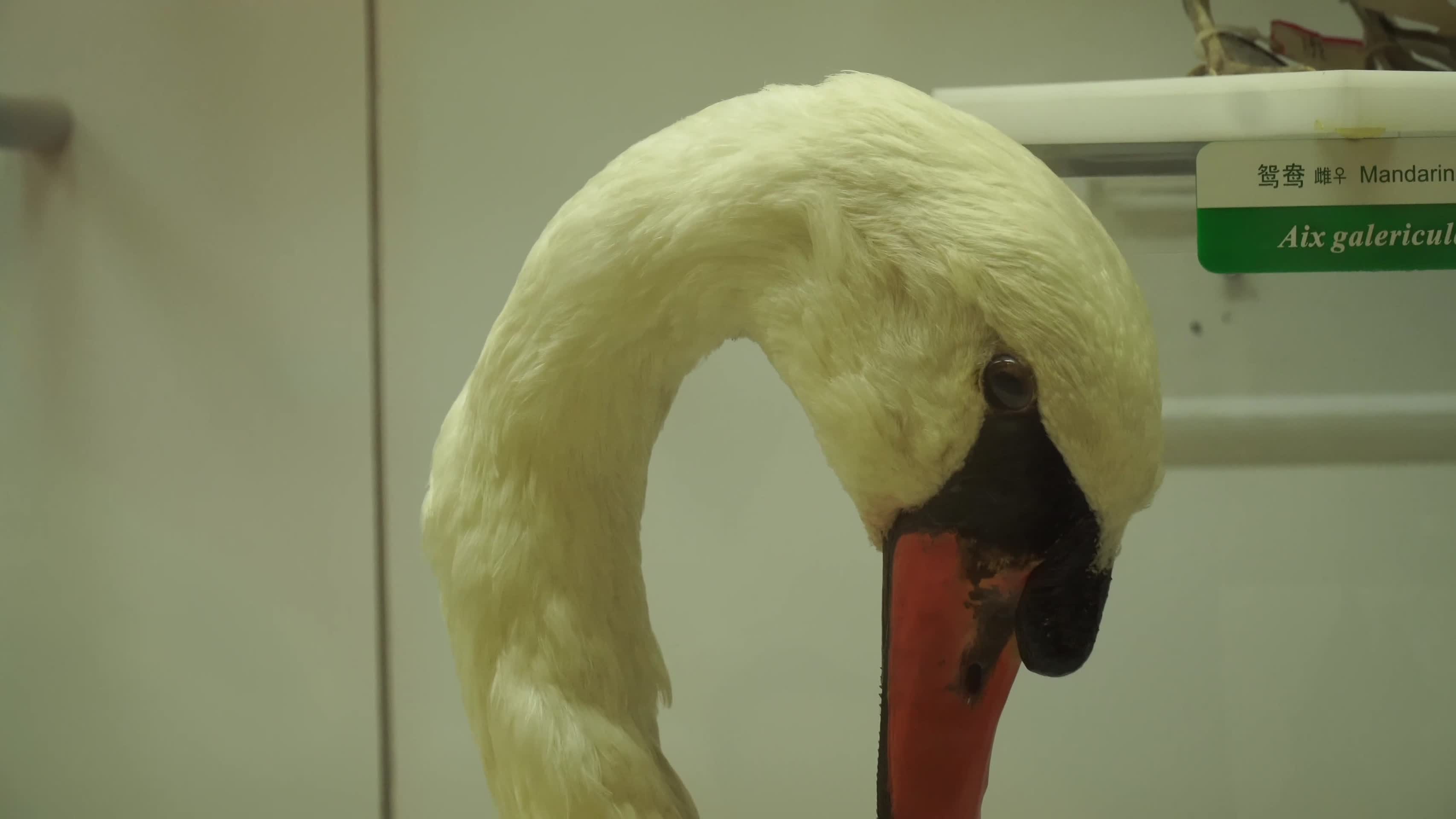 小天鹅大雁野鸭水鸟标本视频的预览图