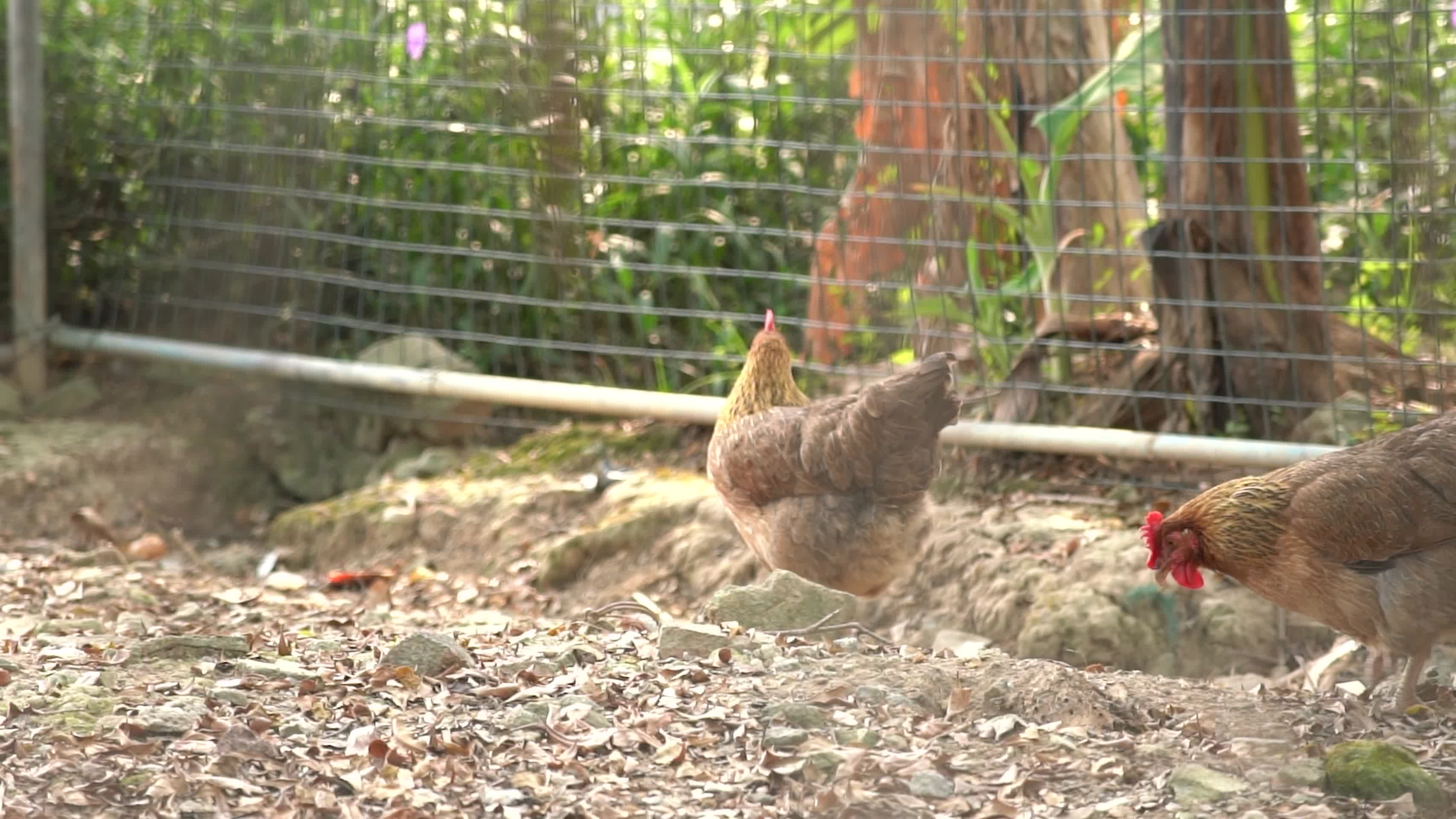 4K农户养殖家禽走地鸡养殖食品原材料视频的预览图