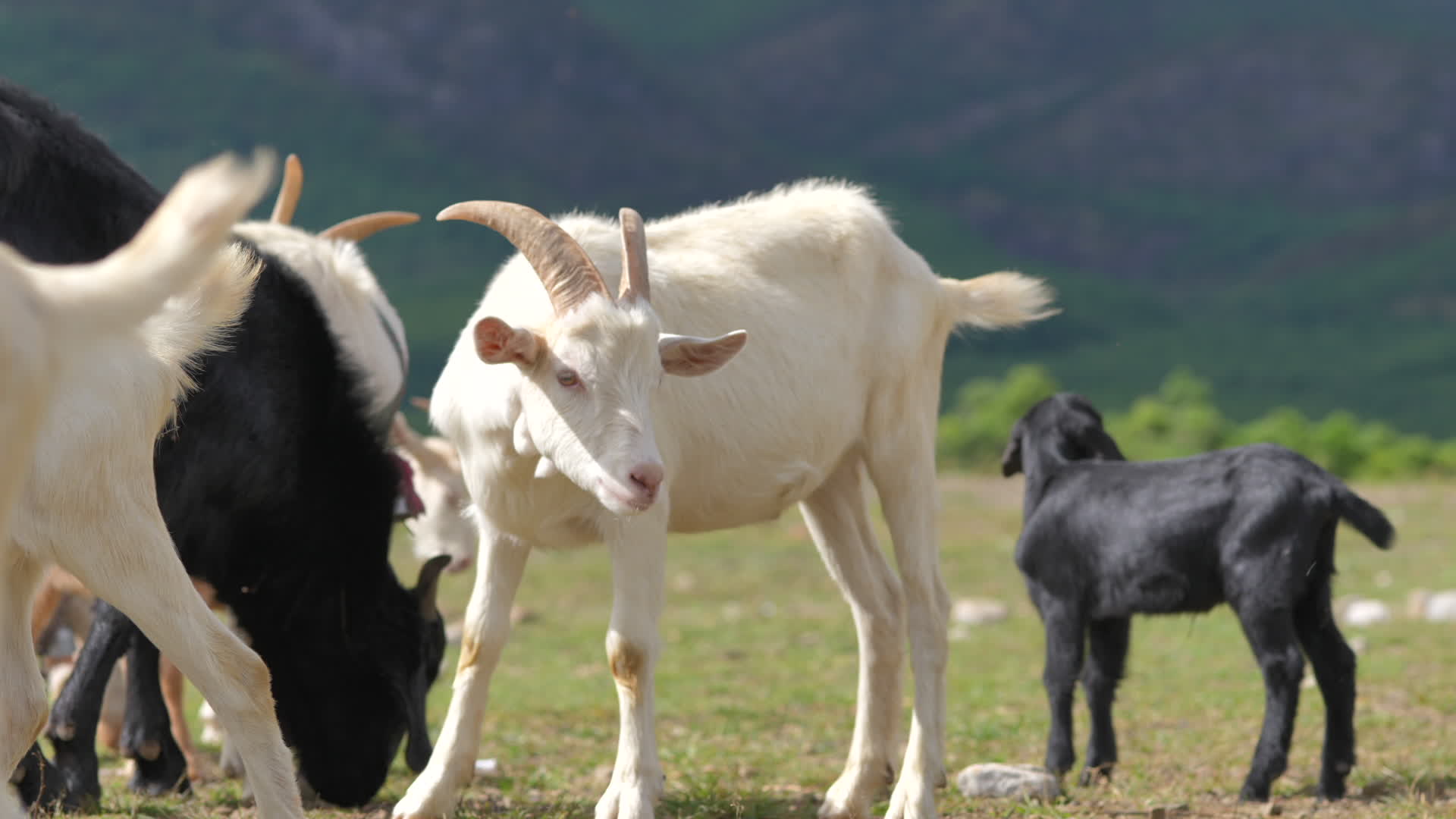 玉龙雪山下的山羊群视频的预览图