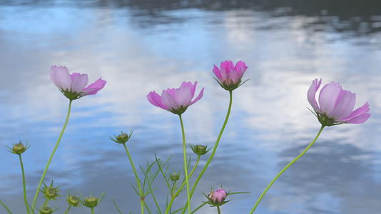 湖边的紫色格桑花视频的预览图
