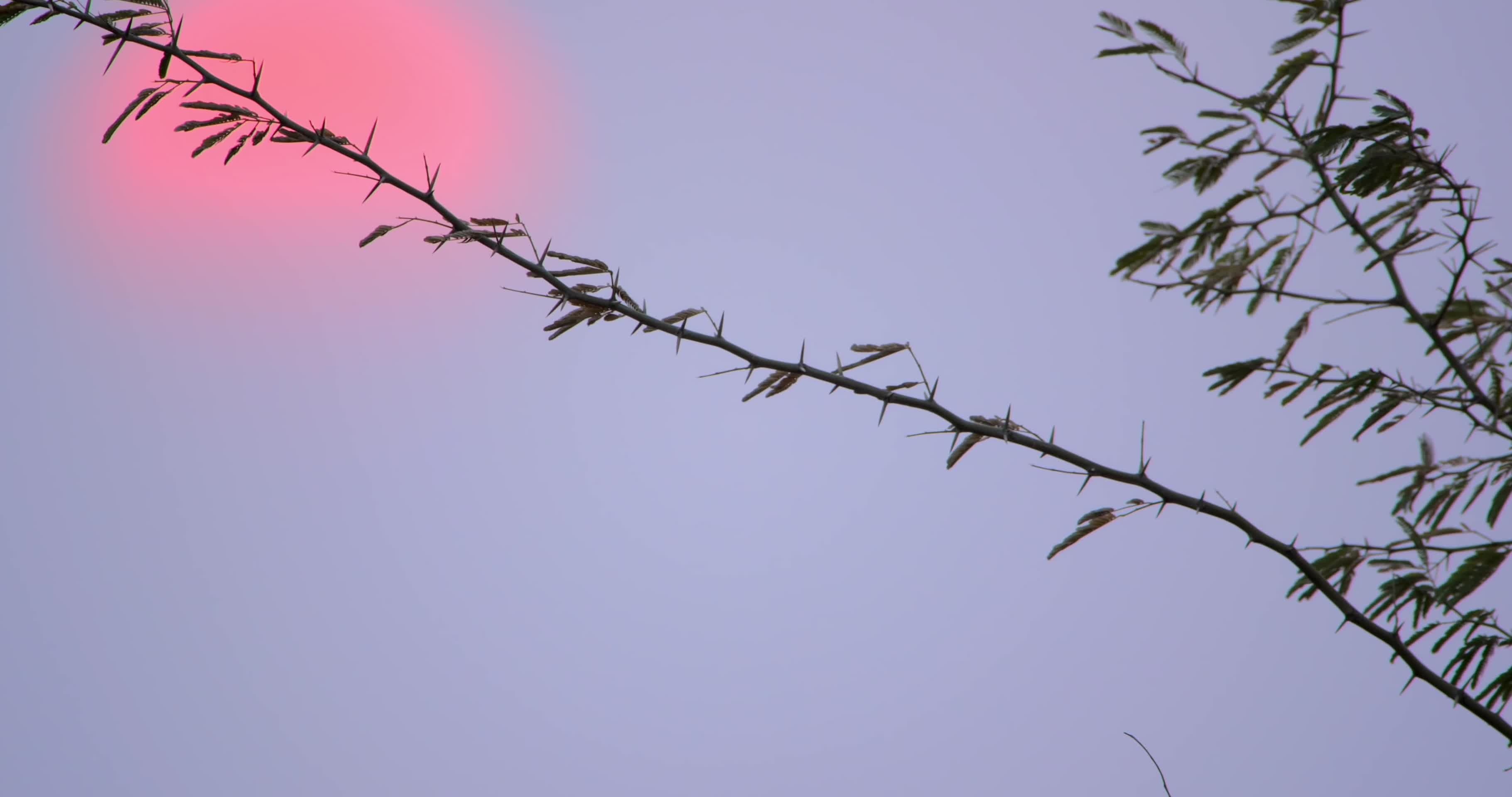 夕阳落日树枝枝头唯美风景视频的预览图