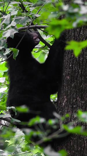 野外黑熊爬树竖屏视频的预览图