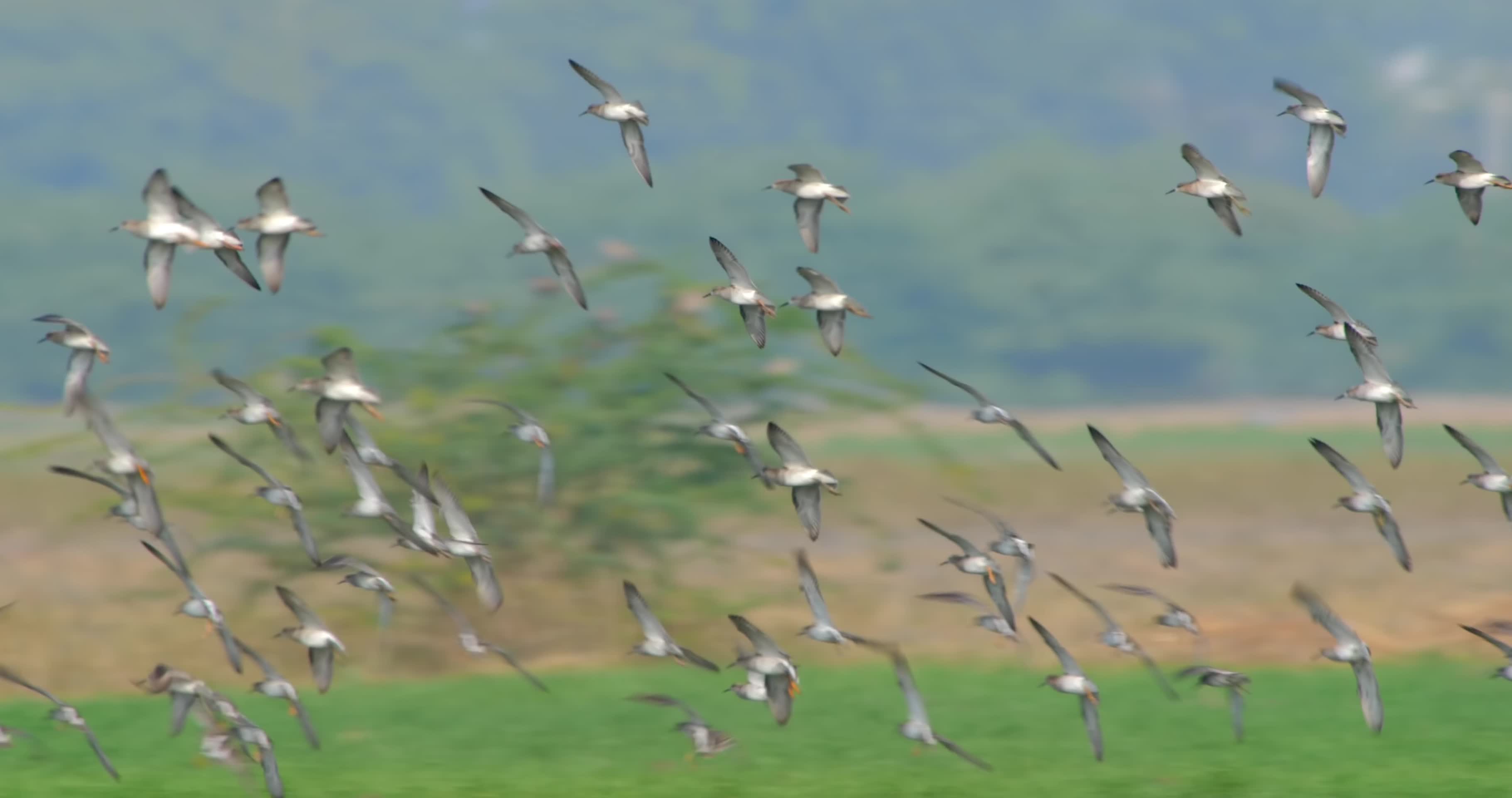 成群小鸟天空飞翔情绪空镜视频的预览图