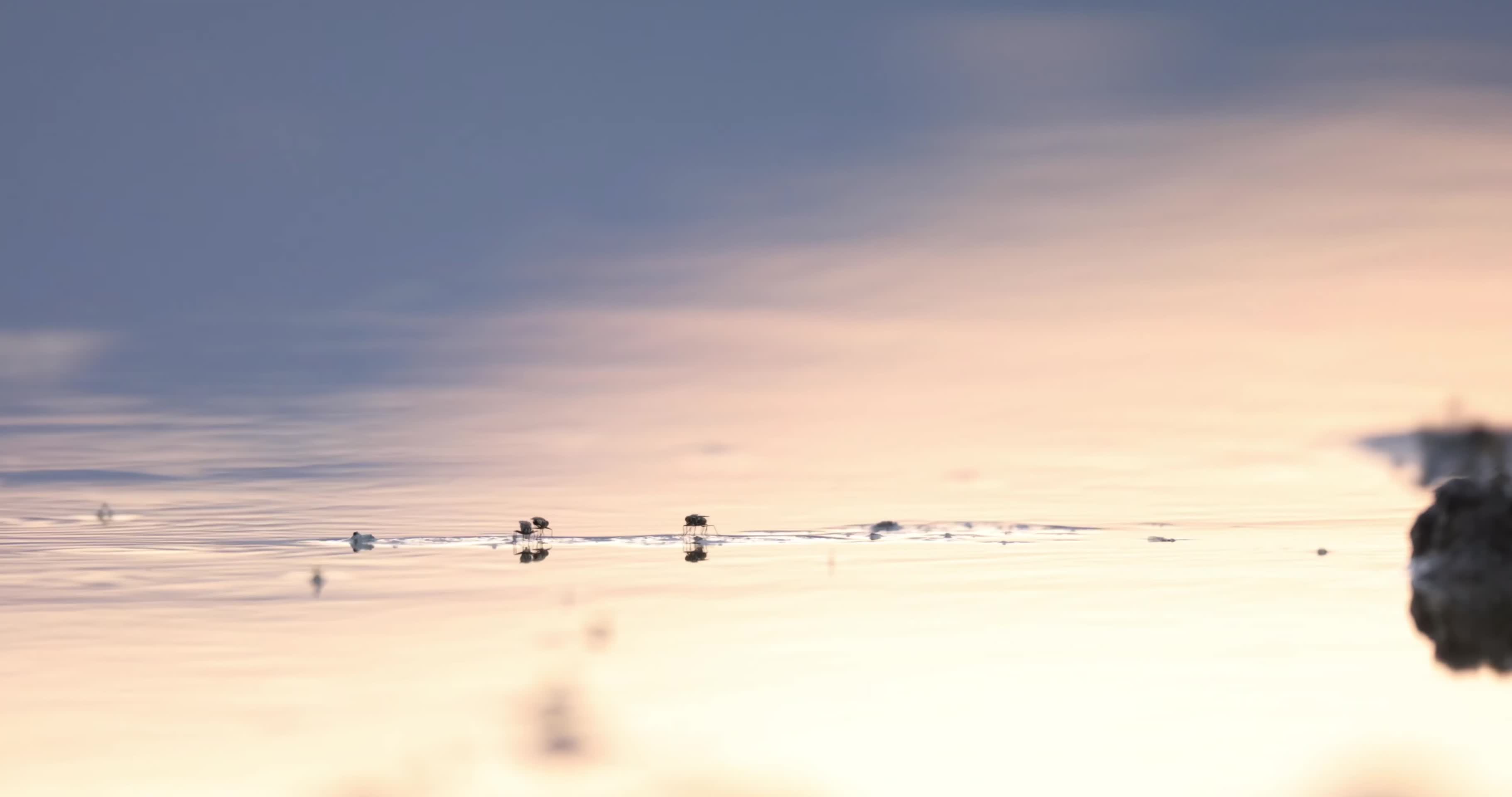 夕阳湖面水鸟觅食唯美风景视频的预览图