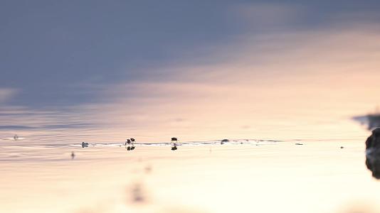 夕阳湖面水鸟觅食唯美风景视频的预览图